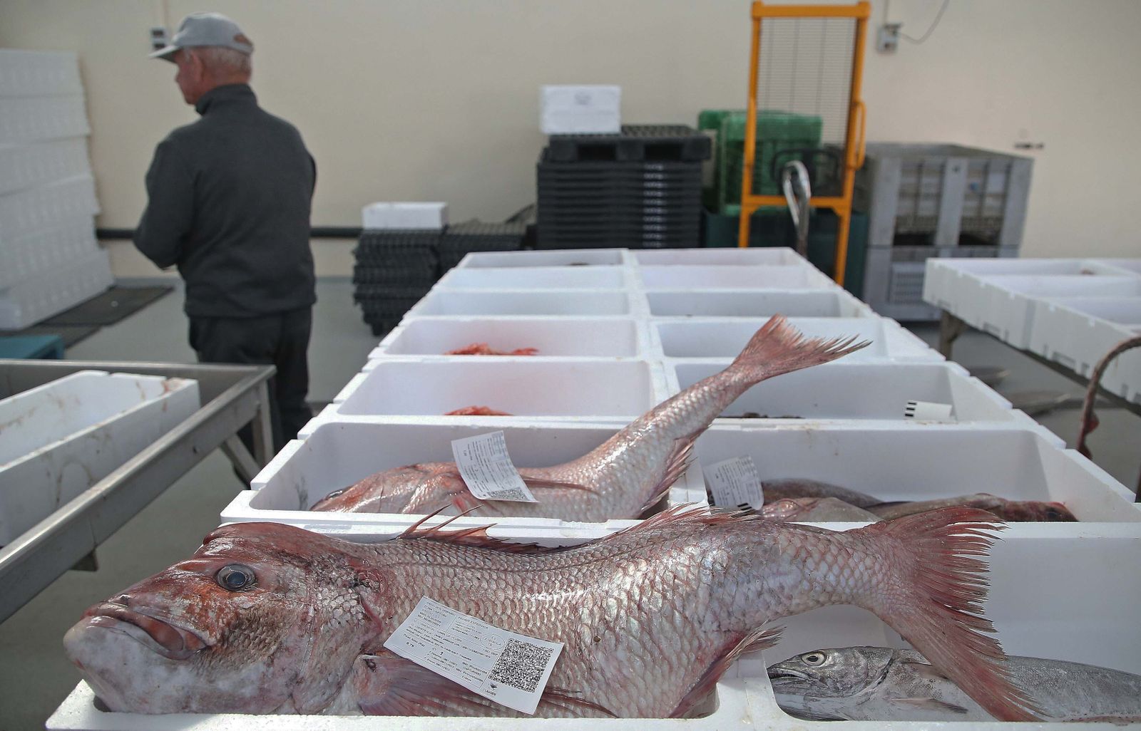 El puerto pesquero de La Línea, en imágenes