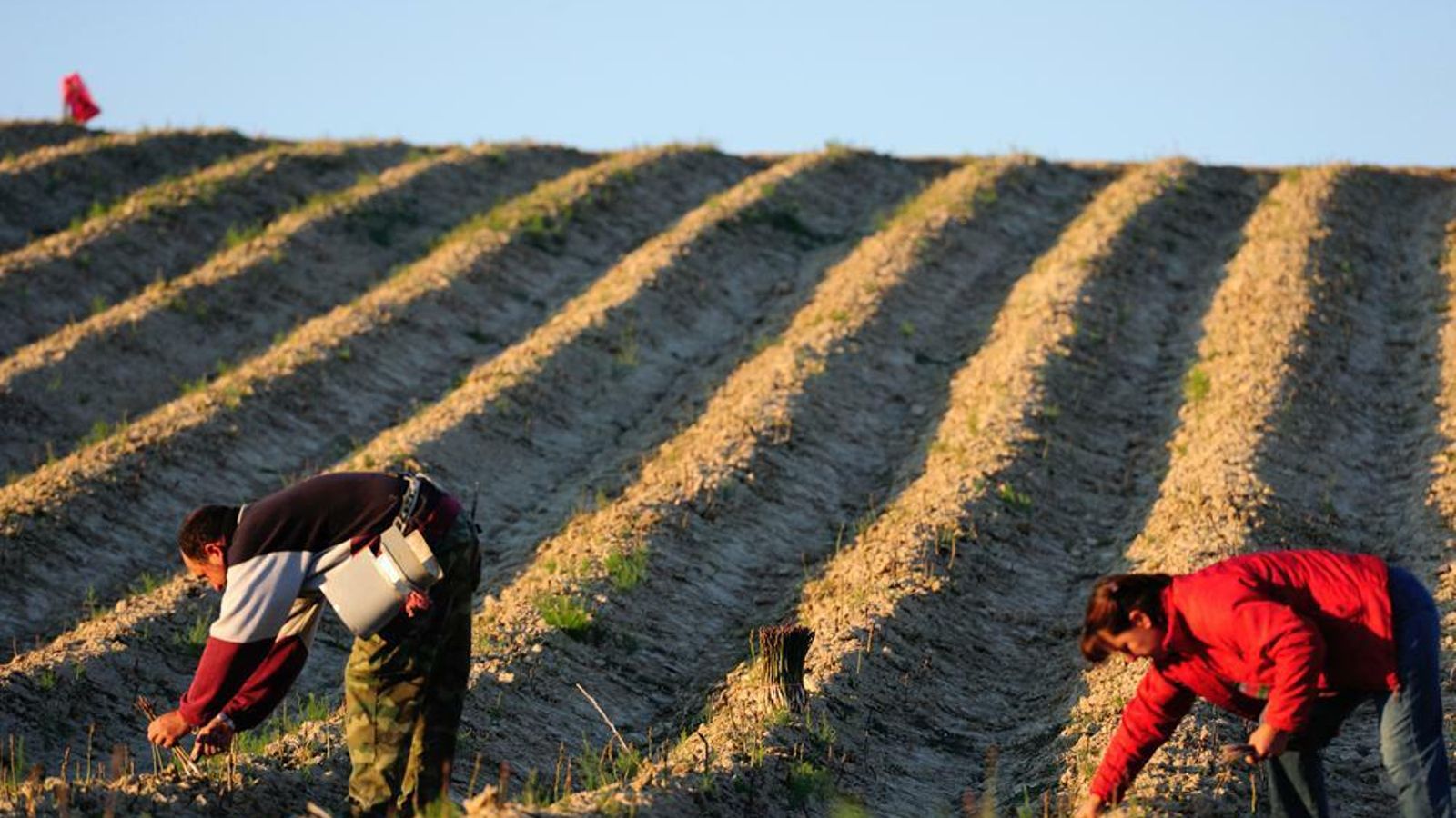 Recogiendo los espárragos.