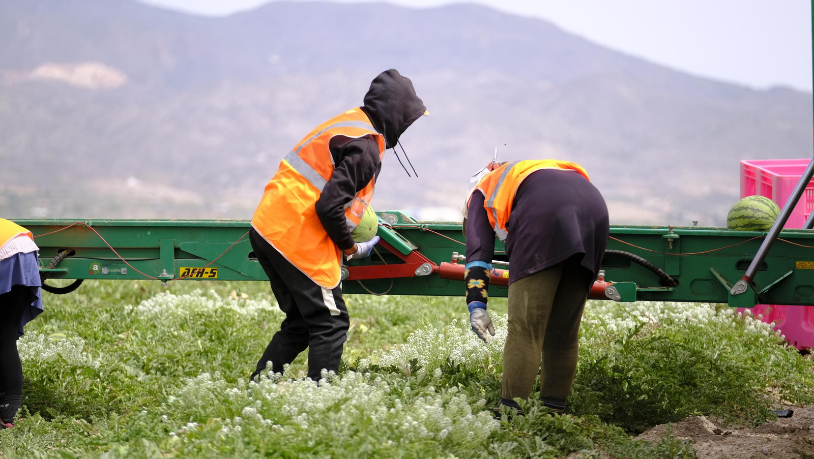 La sandía y el melón de Huércal Overa, manjares en imágenes
