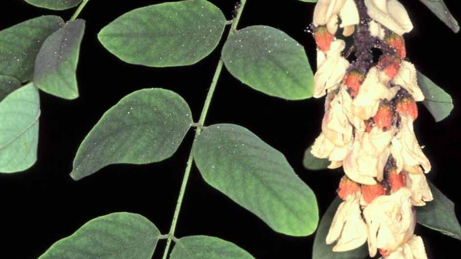 Falsa acacia. Falsa acacia.