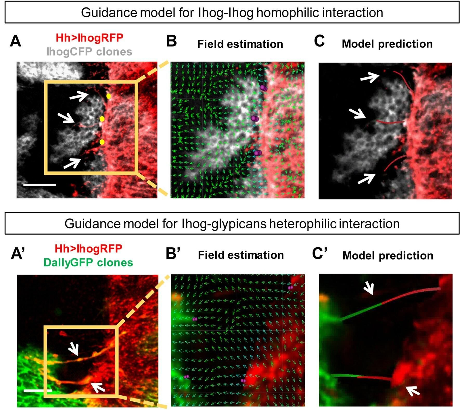 Interacción entre la experimentación y el modelo matemático utilizado