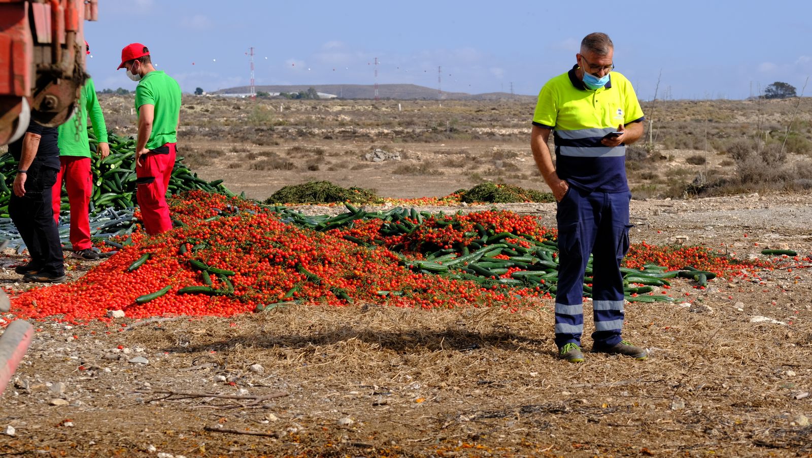 Fotogalería destrucción de pepinos en Almería