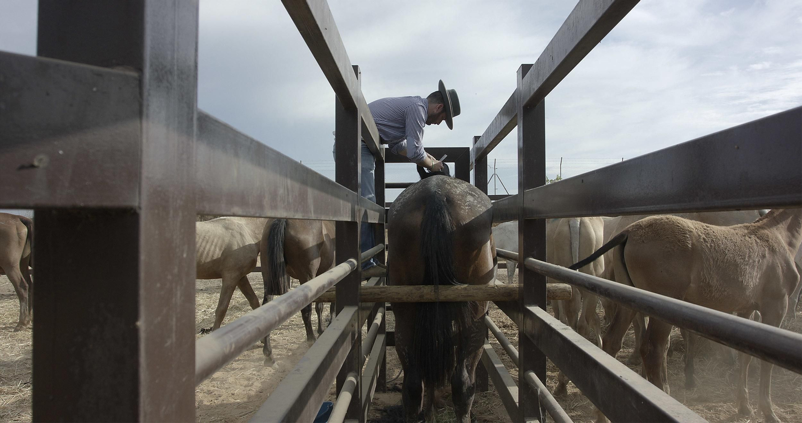 La tradicional y ancestral 'Saca de las  Yeguas', en imágenes