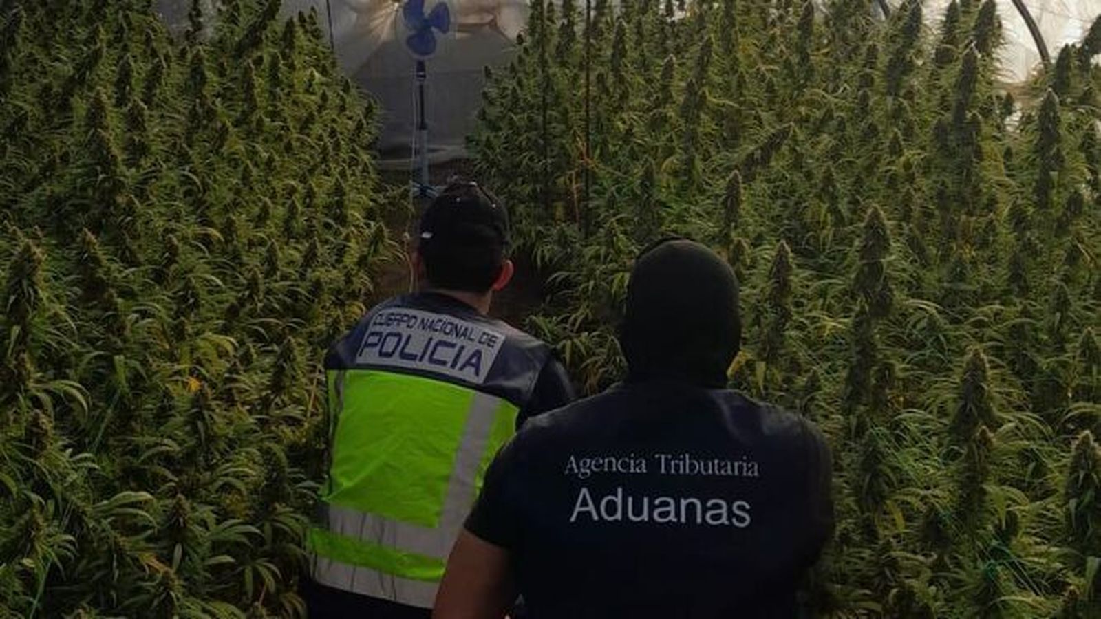 Interior de uno de unos invernaderos que albergaban las plantaciones de marihuana.