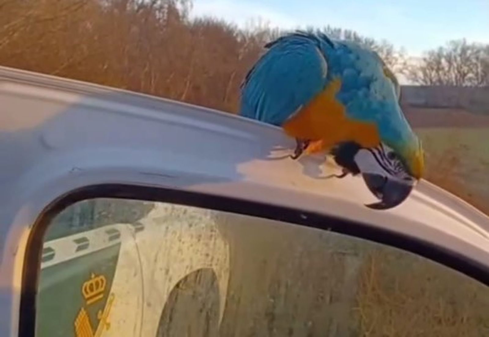 Uno de los guacamayos recuperados.