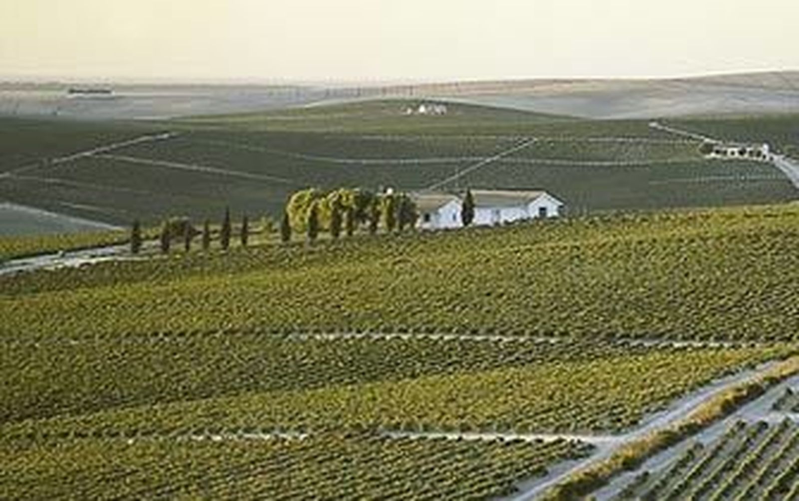 Vista panorámica de viñedos del Marco parcelados y con sus casas de viña presidiendo las fincas