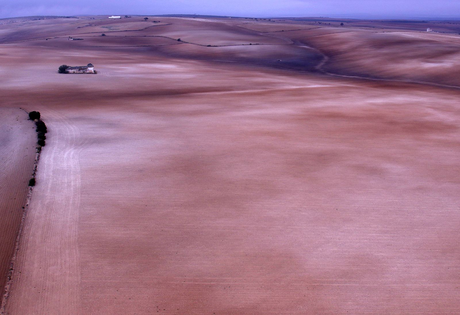 Reportaje sobre el aceite de oliva