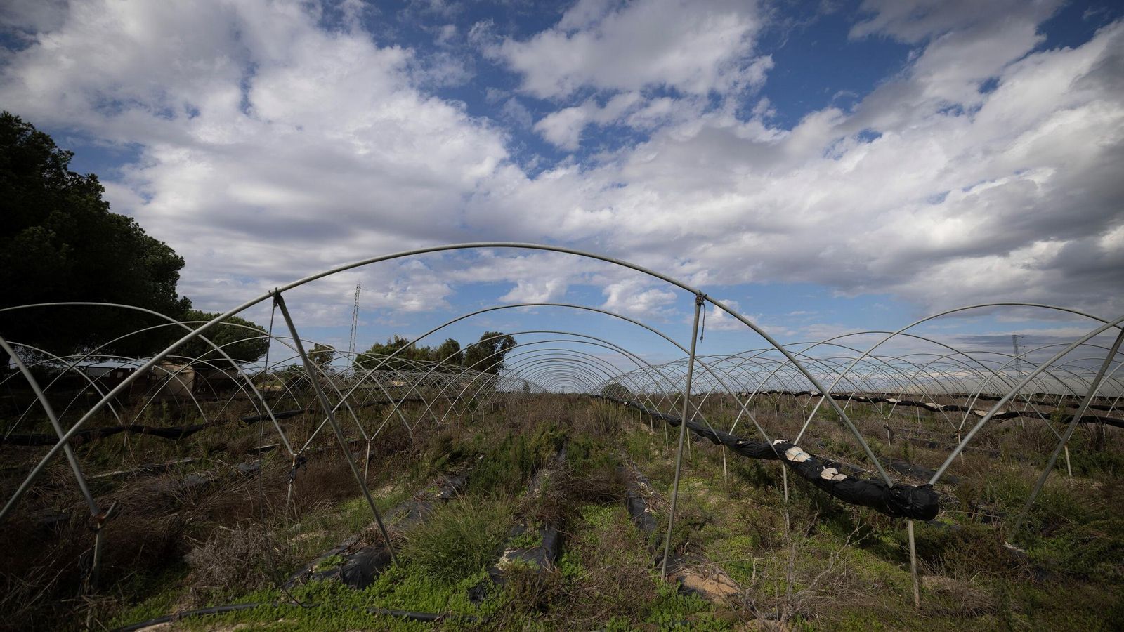 Una de las fincas que no está en producción en el entorno del Parque Nacional de Doñana.
