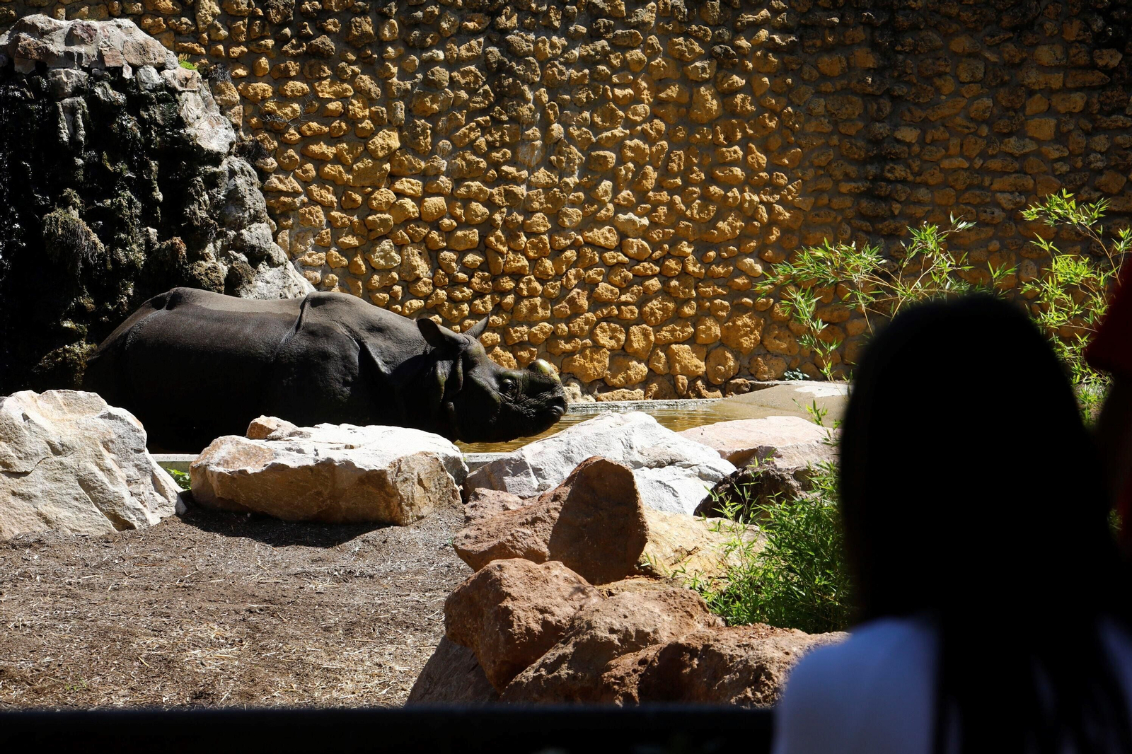 Así es Manas, el rinoceronte indio del Zoo de Córdoba
