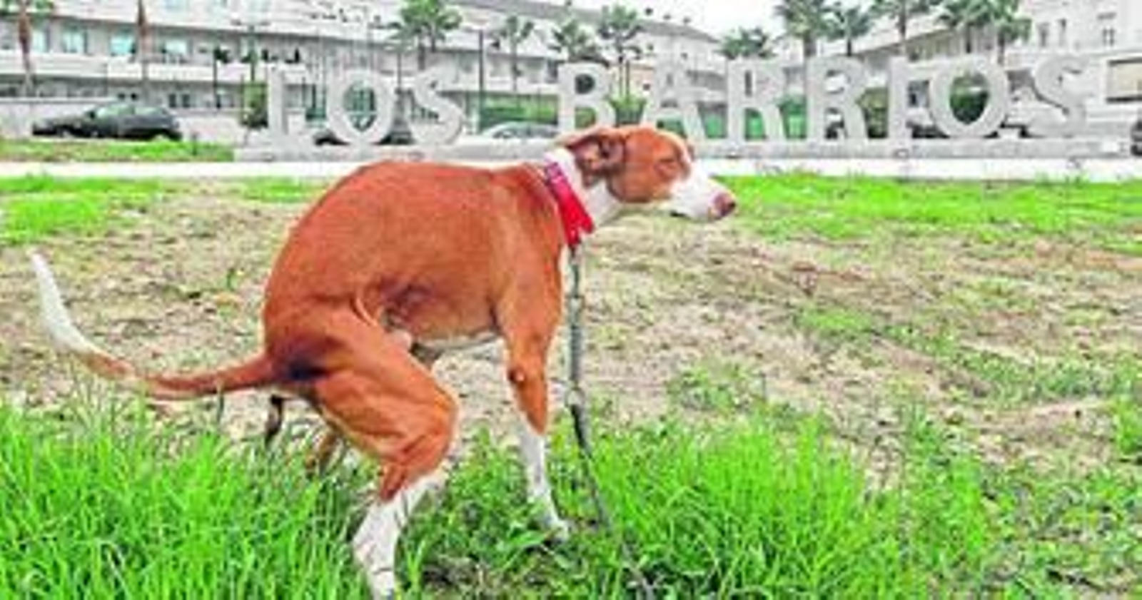 Un ejemplar de podenco español, en plena deposición, en uno de los accesos al casco urbano.