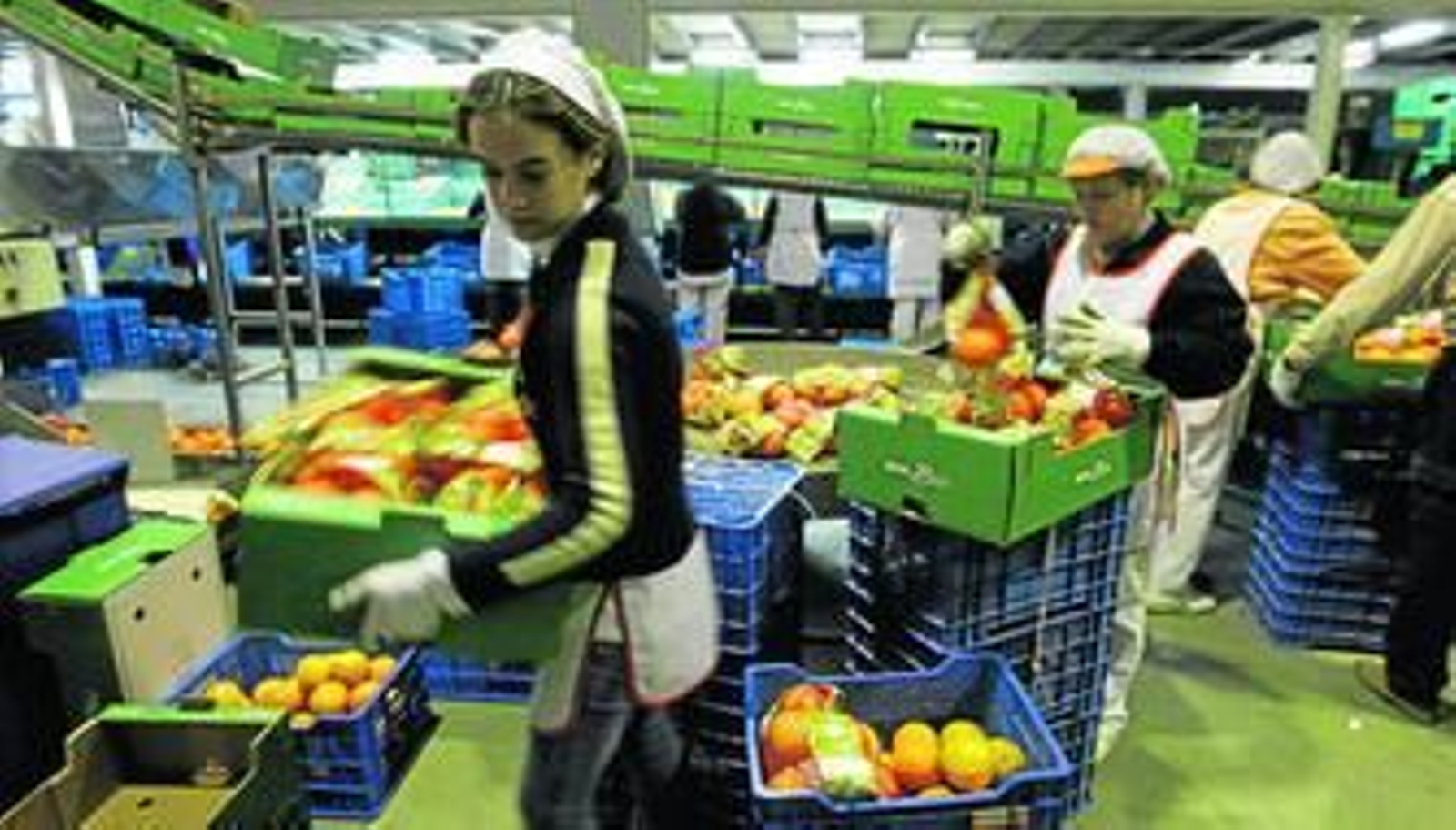 La SAT de Gádor se encuentra en el ecuador de la campaña, con la mitad de la plantilla.