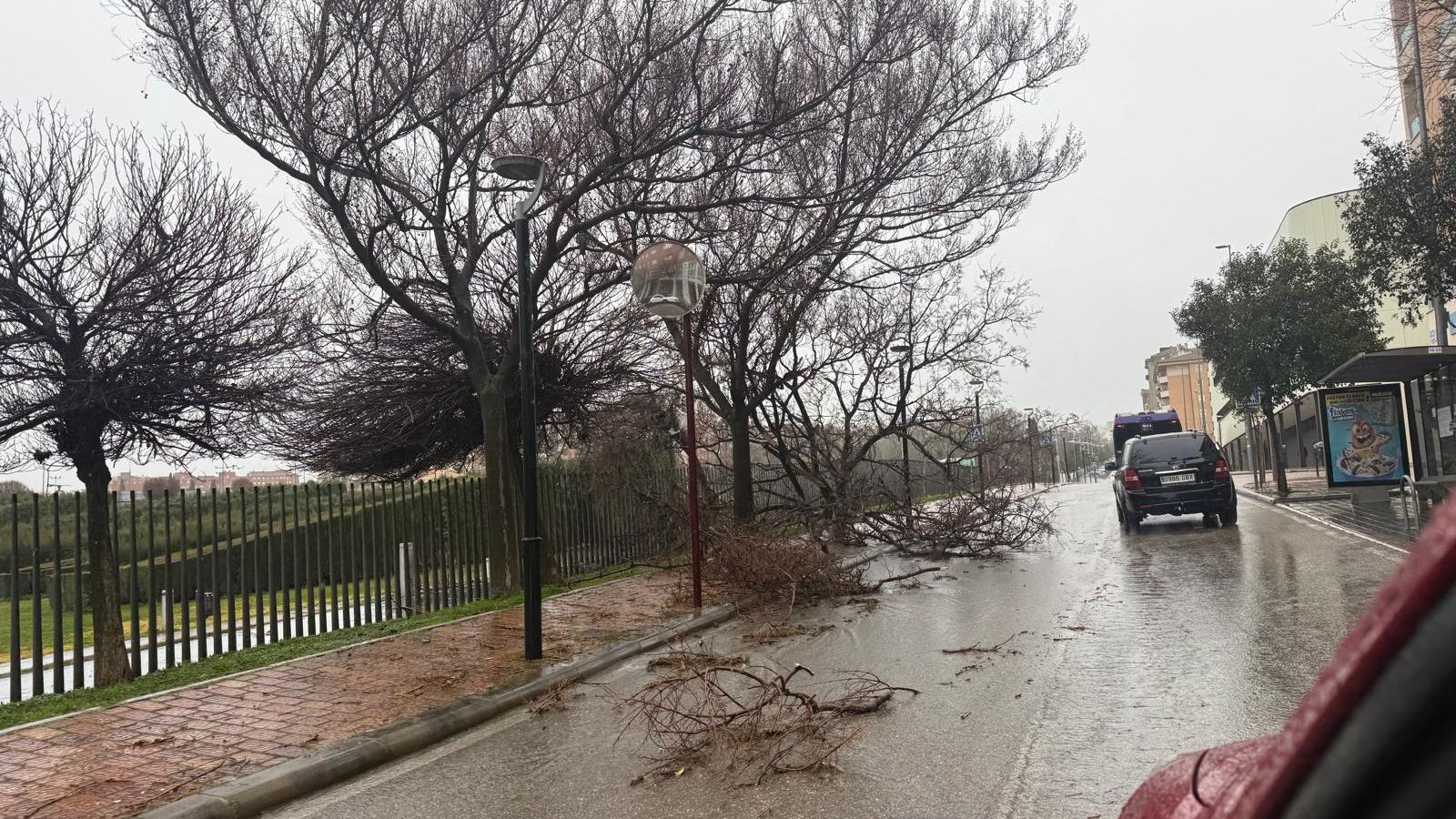 El fuerte viento provoca caídas de ramas en Jaén.