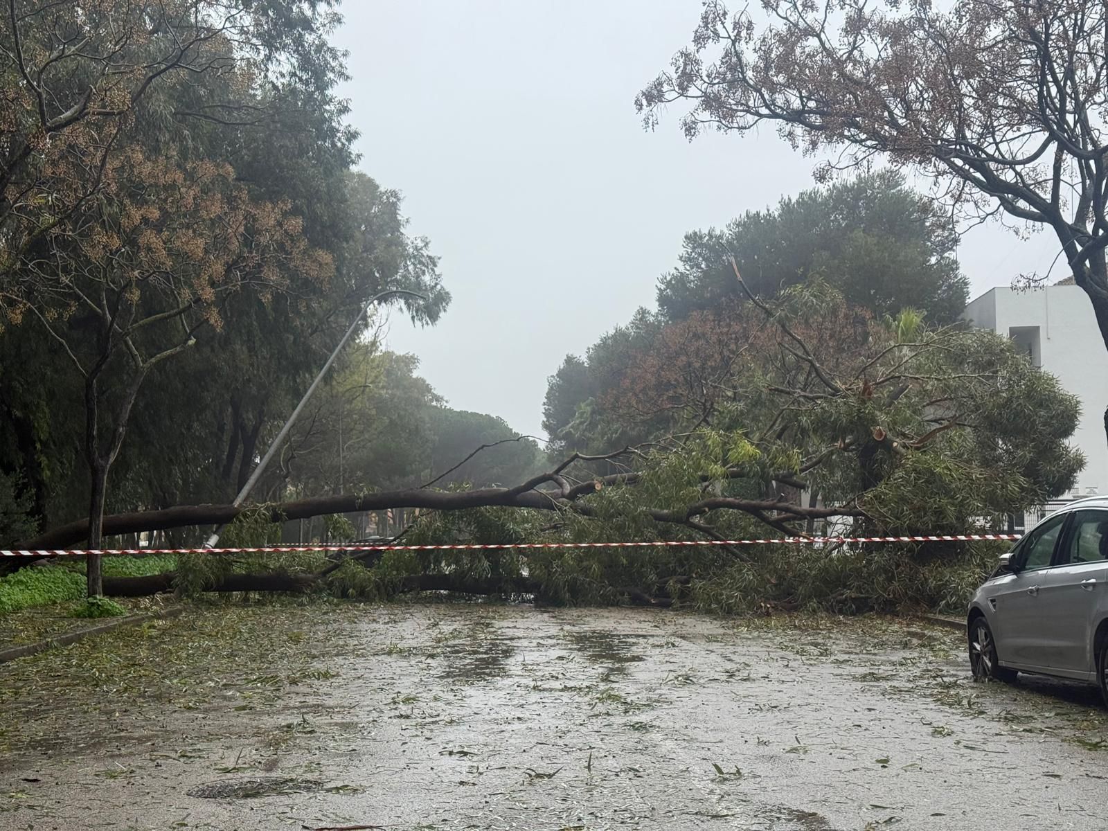 Una imagen del gran árbol que corta el paso por la glorieta.