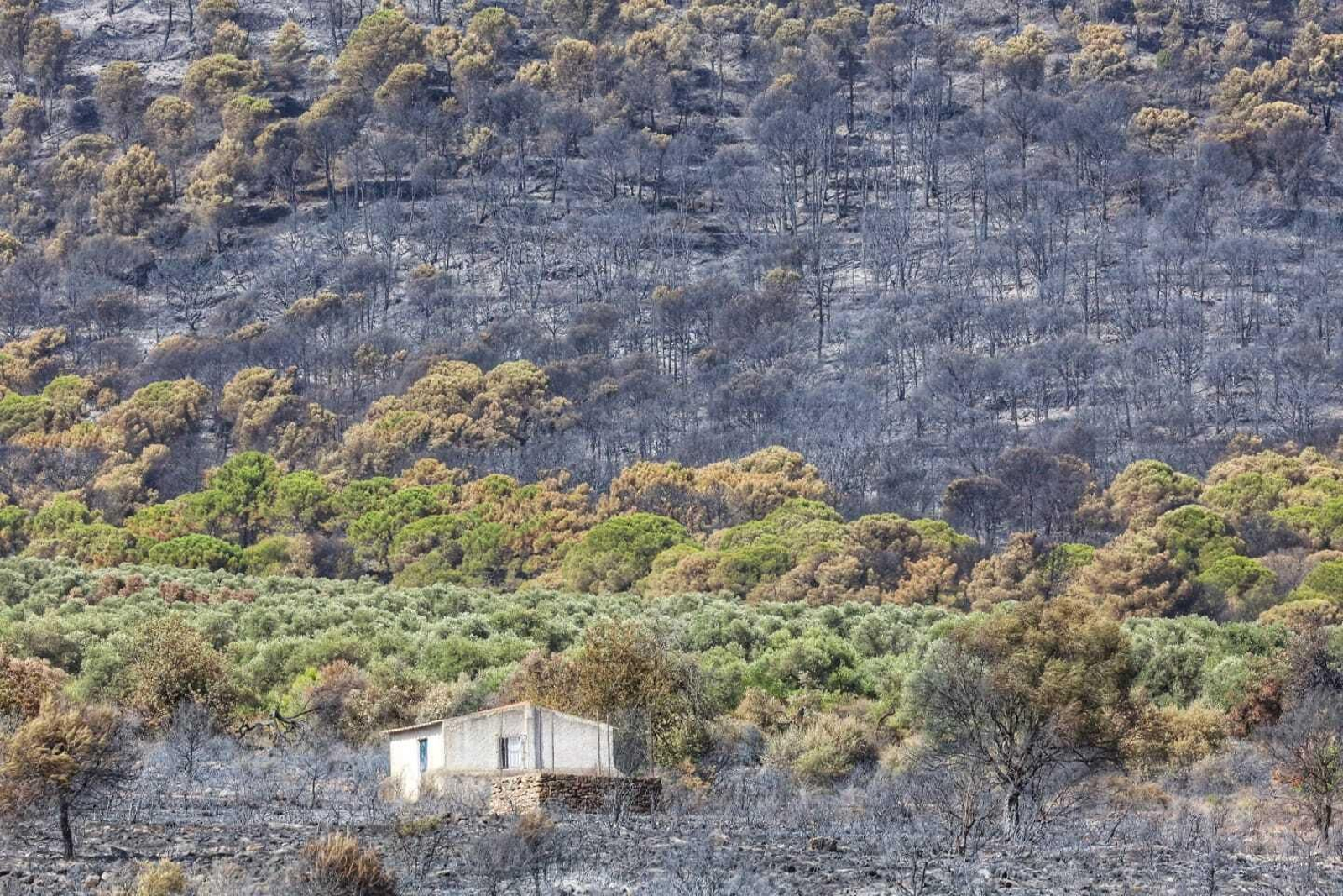 Las fotos de las zonas arrasadas por el incendio en la Sierra de Mijas