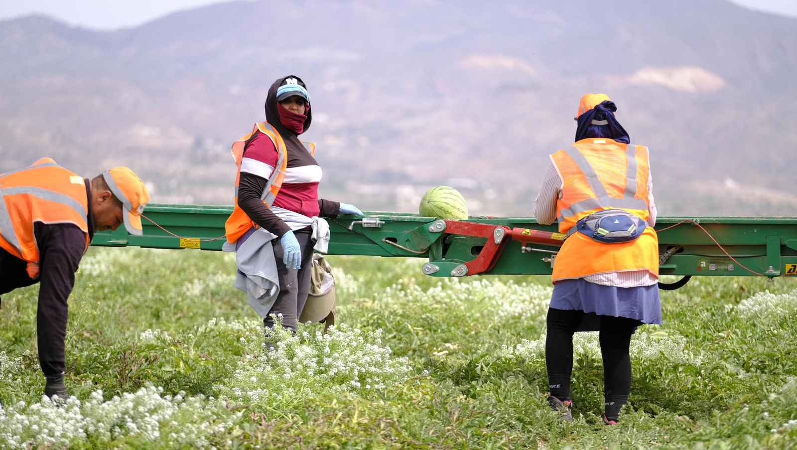 La sandía y el melón de Huércal Overa, manjares en imágenes