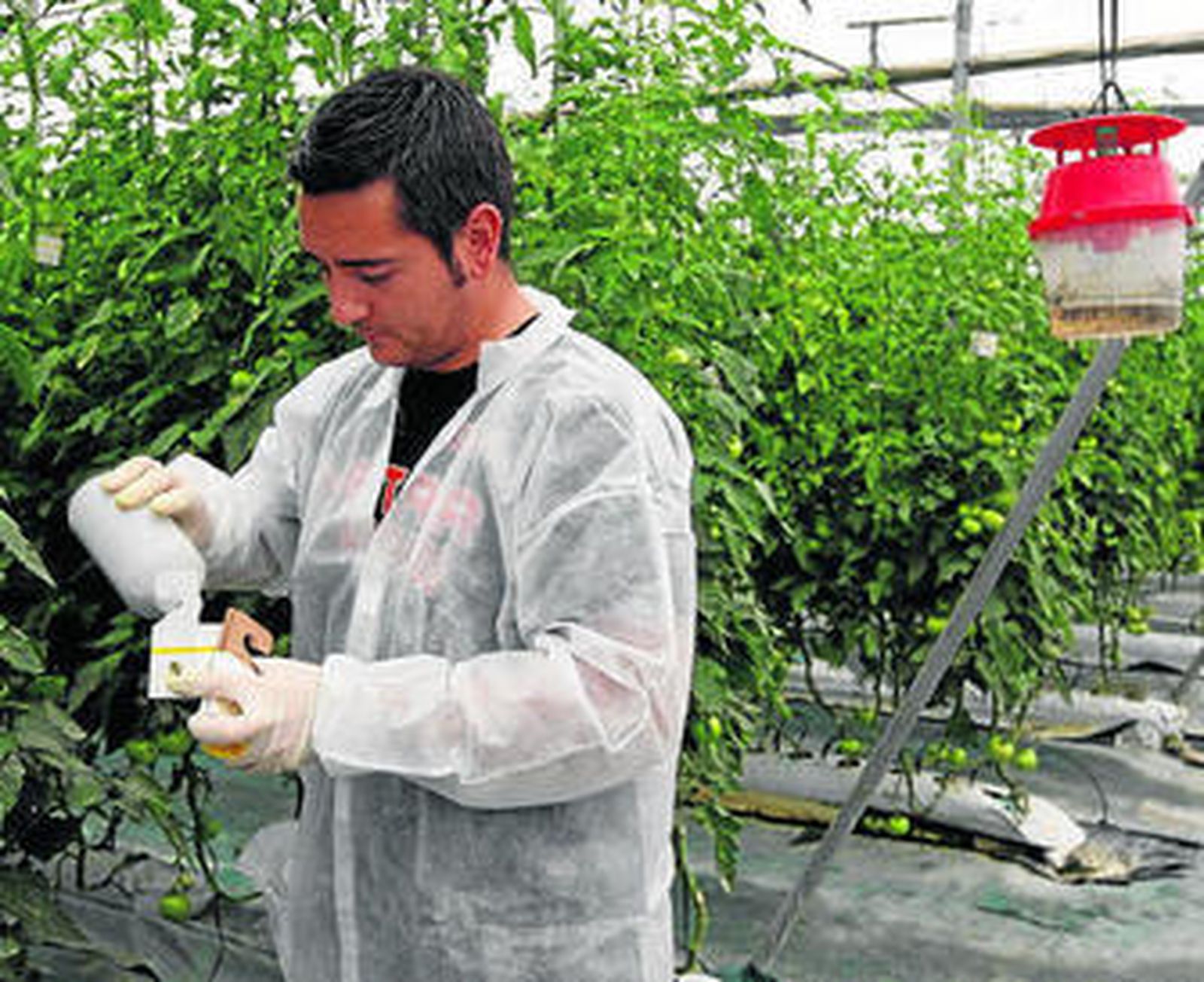 Almería apostó definitivamente por el control biológico desde 2007.