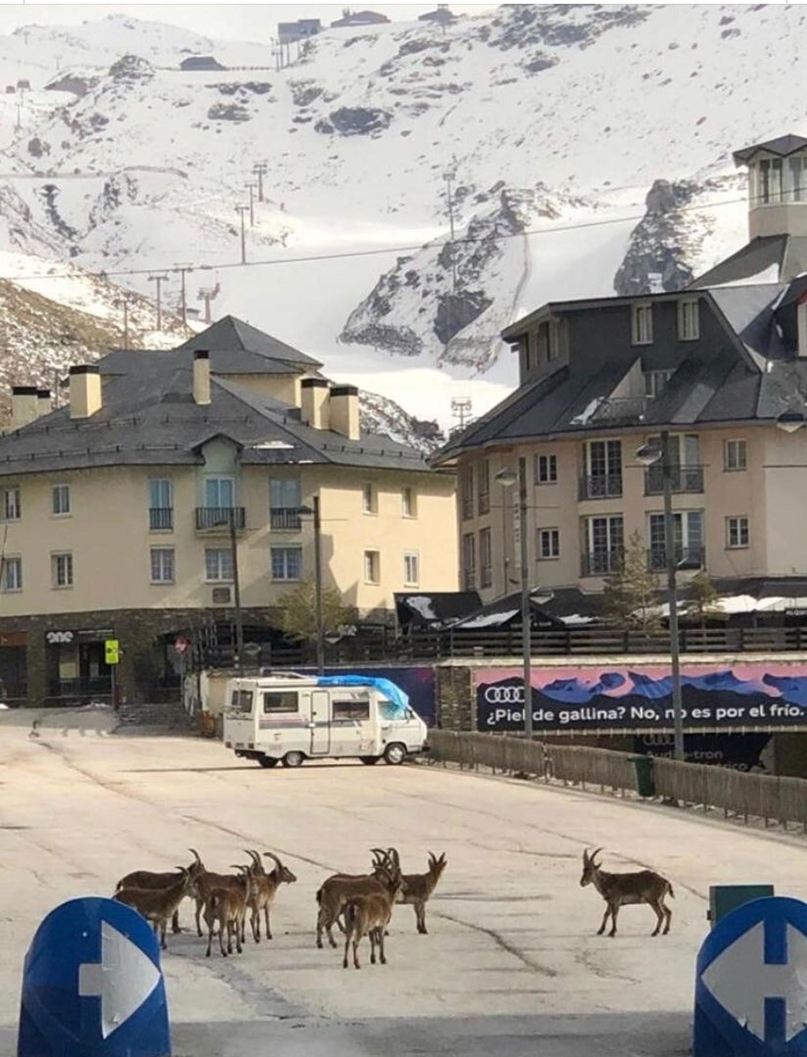 Las cabras montesas ocupan el que antes fue su espacio