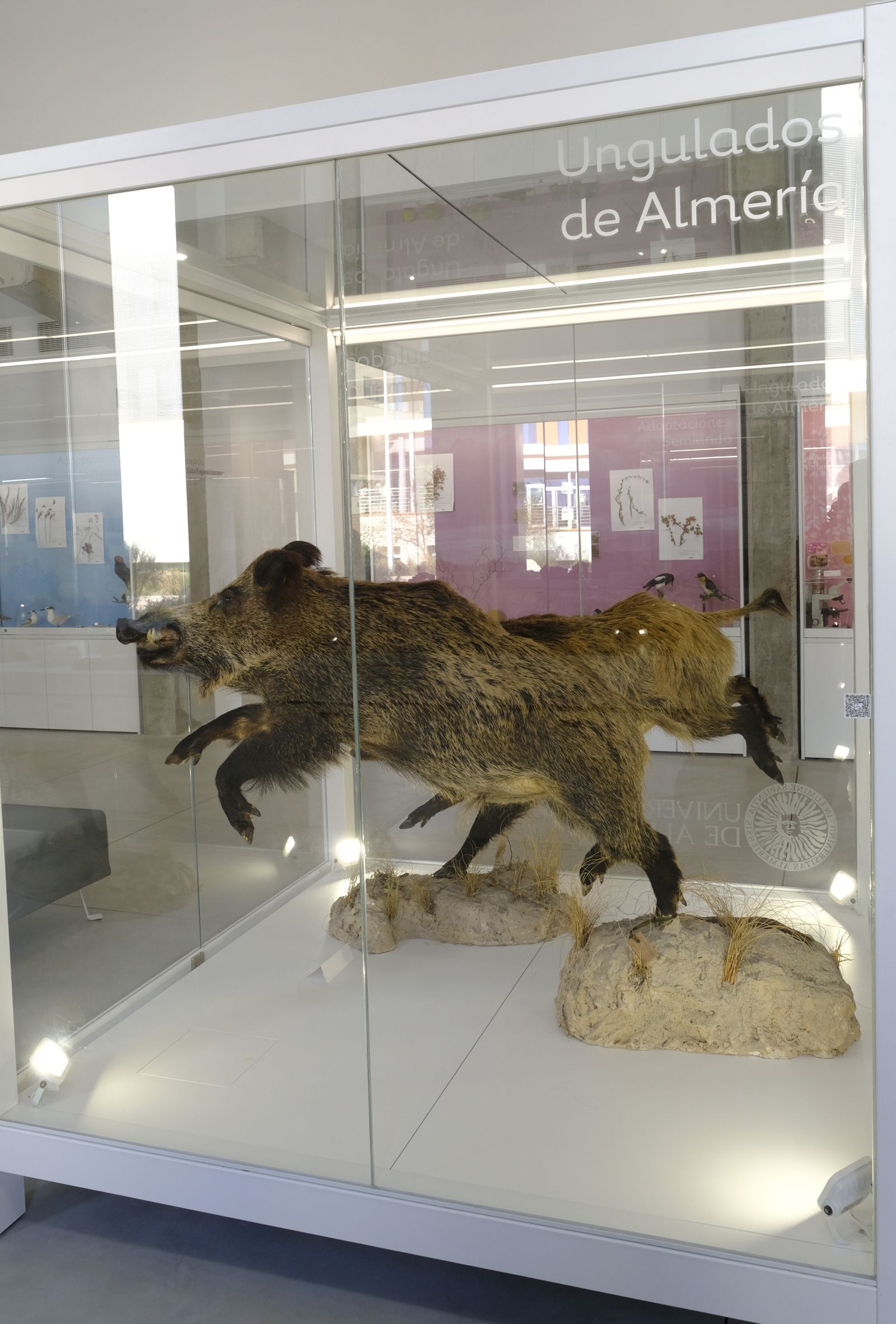 Las mejores imágenes del Pabellón de Historia Natural de la UAL