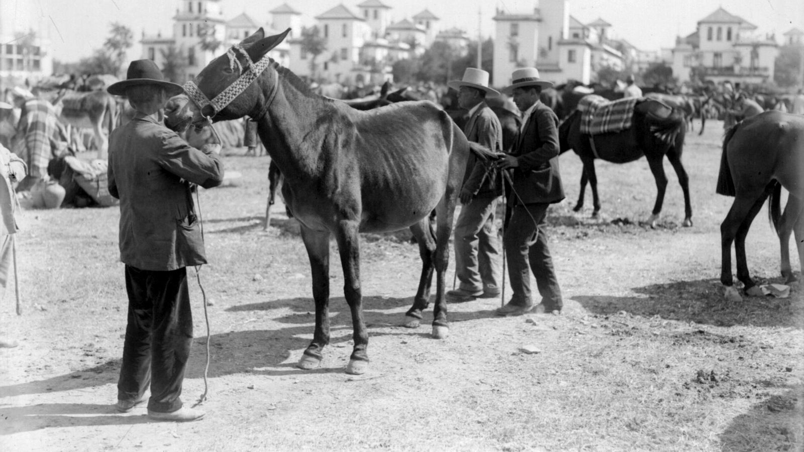 Feria de ganado en el Sector Sur de la Exposición. Al fondo, los Hotelitos del Guadalquivir.