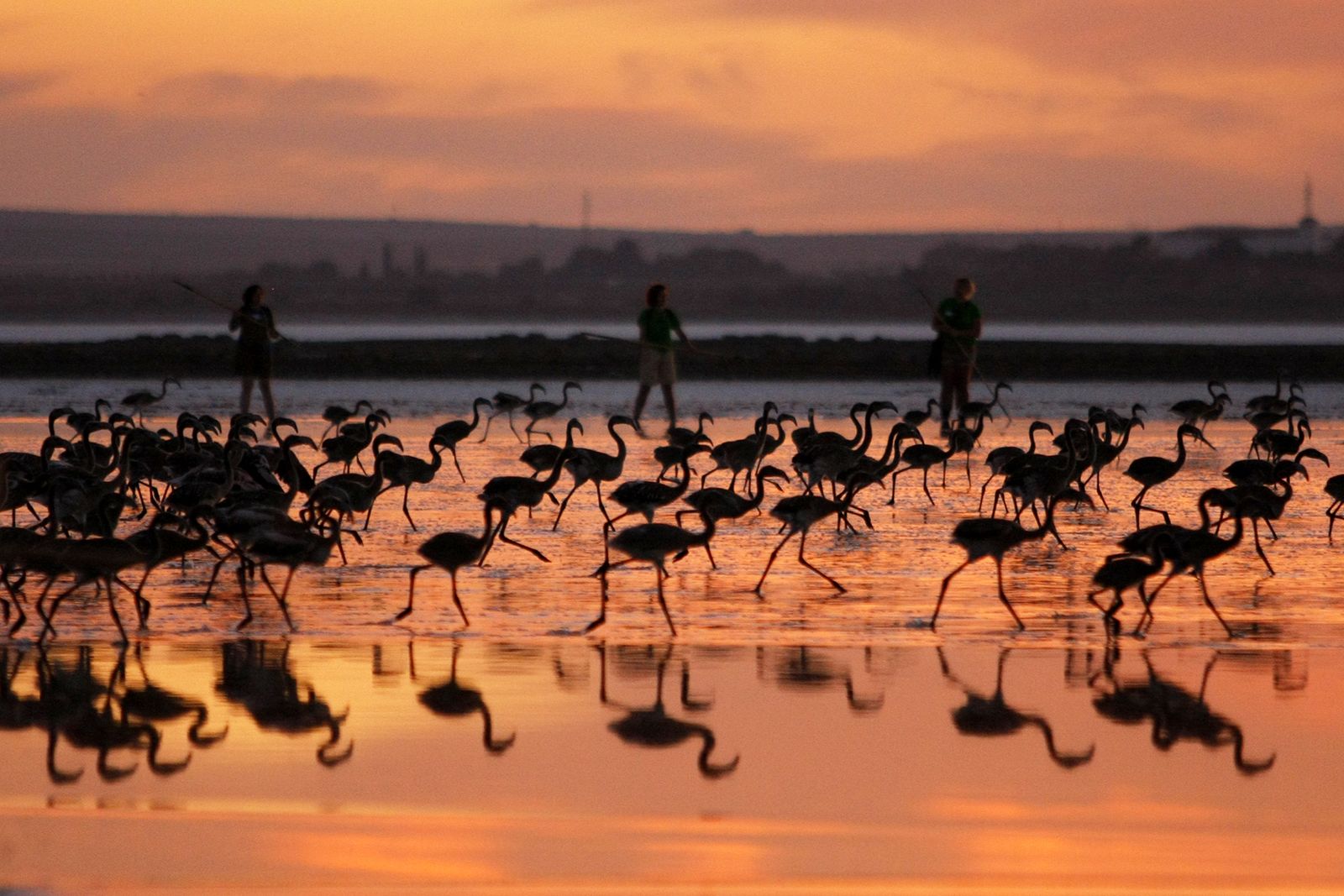 Un grupo de flamencos en Fuente de Piedra.