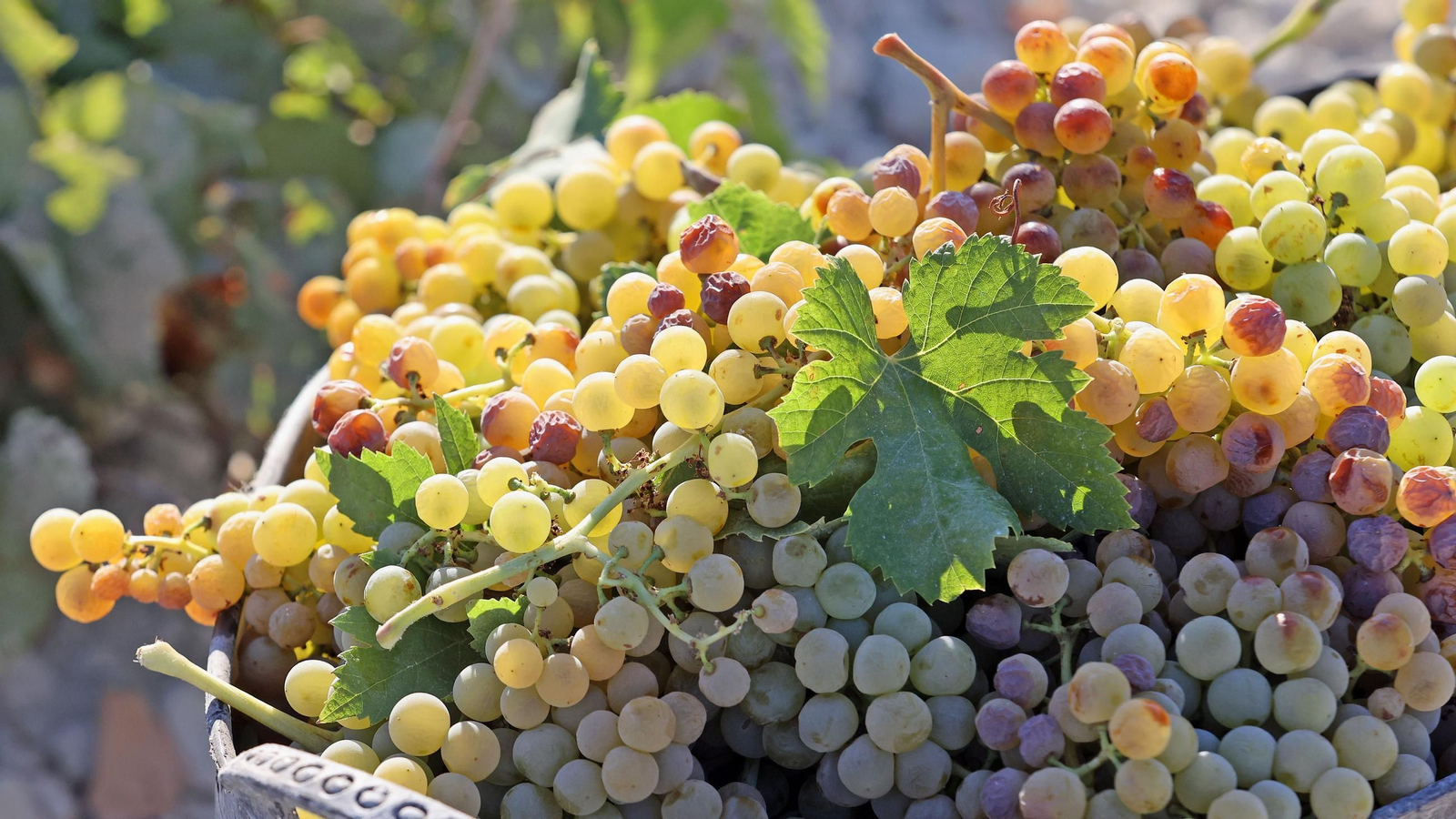 Vendimia a mano en la Viña El Caribe en Jerez