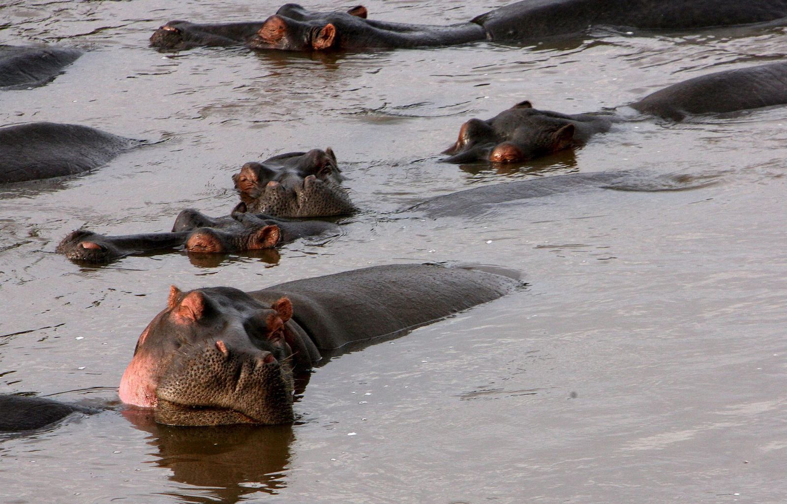 Los hipopótamos responden con menos agresividad a sus "vecinos"