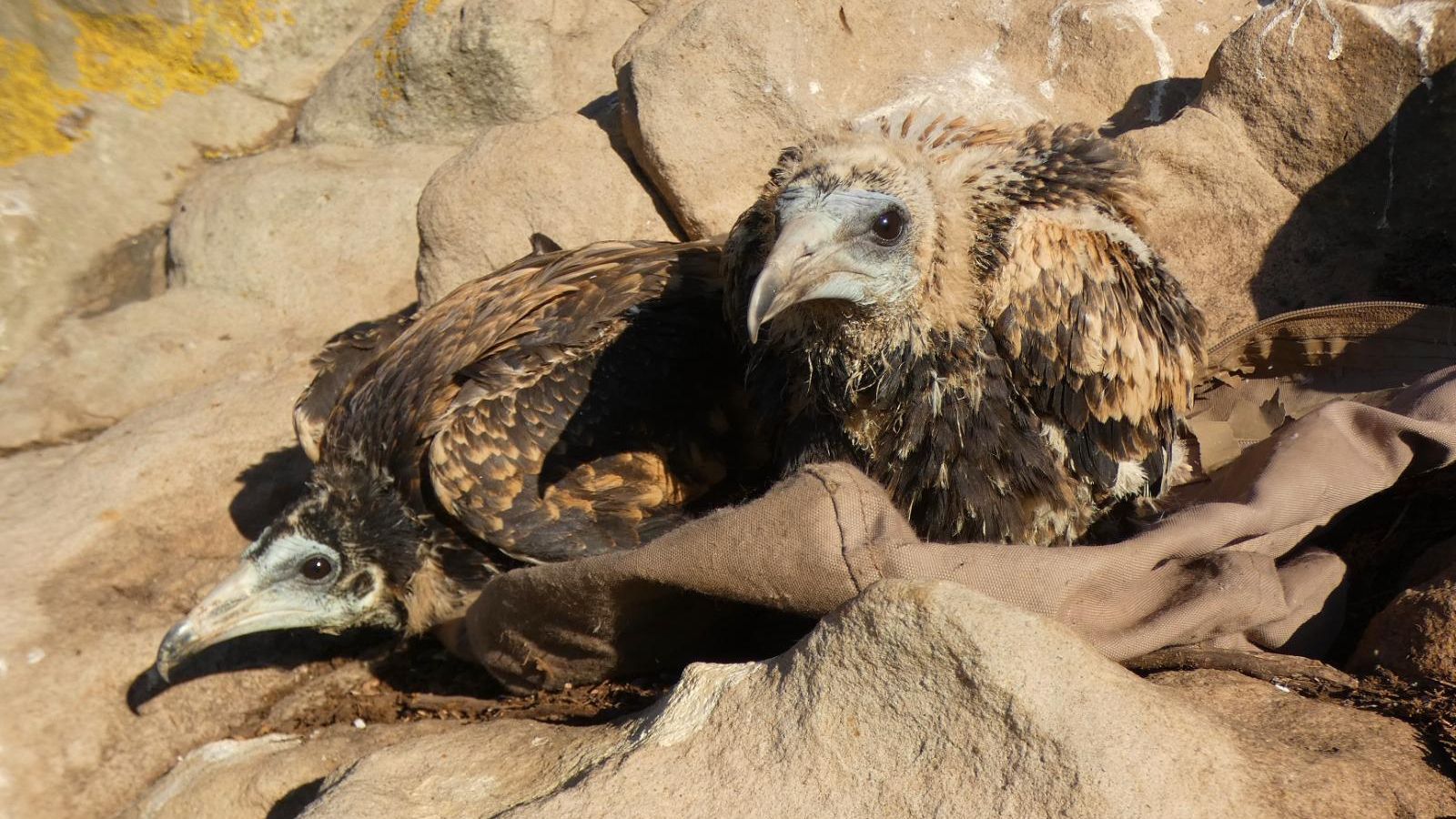 Anillamiento alimoches.