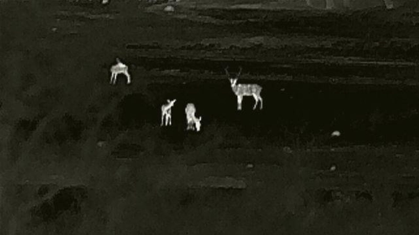 Ciervos captados en Siles.