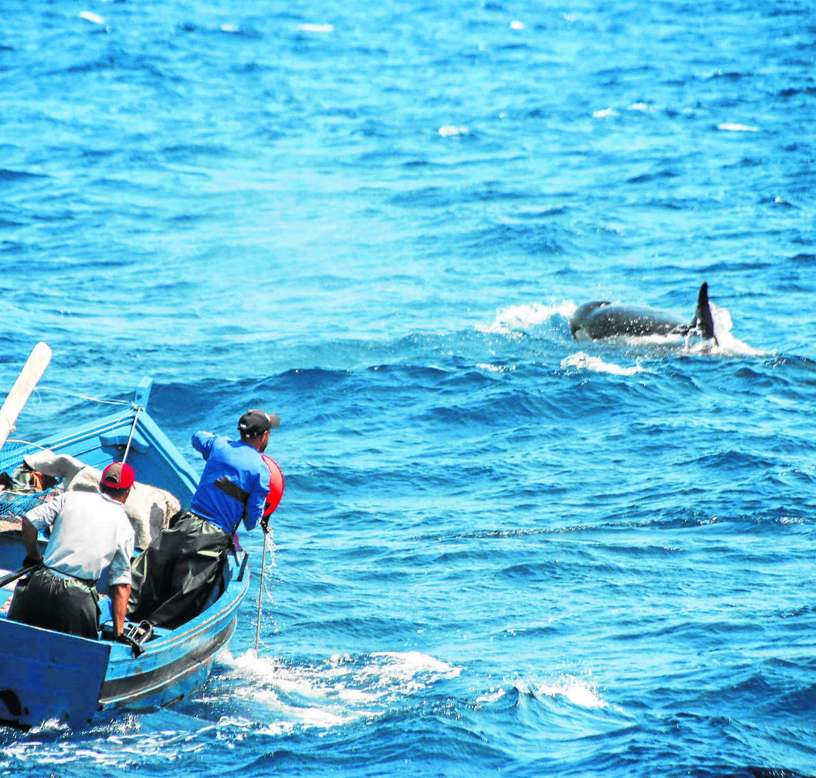 Pescadores marroquíes y una orca luchando por conseguir la pieza de atún.