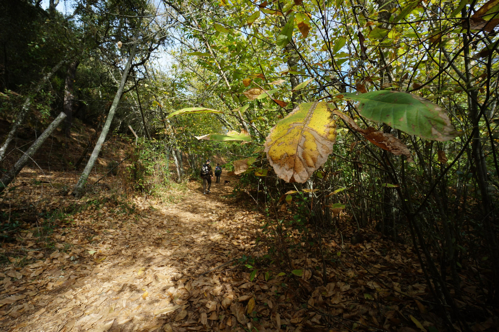 Un paseo en fotografías por el castañar de Valdejetas en la Sierra de Córdoba