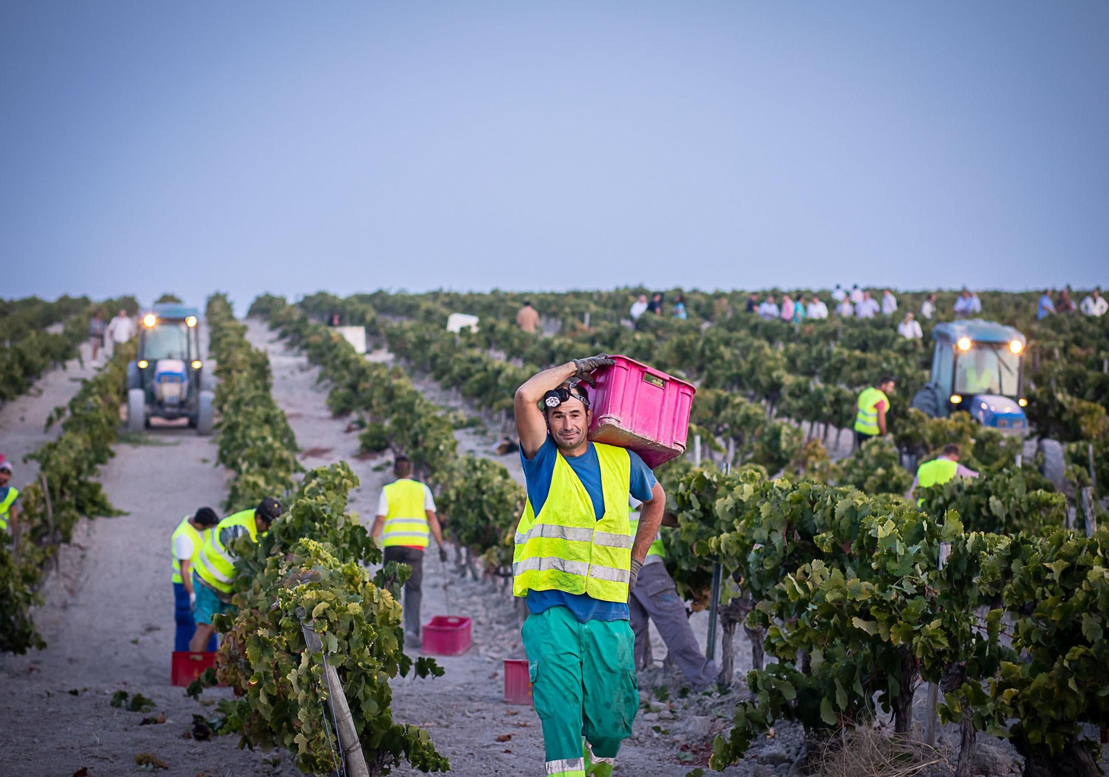 La vendimia nocturna de Tío Pepe