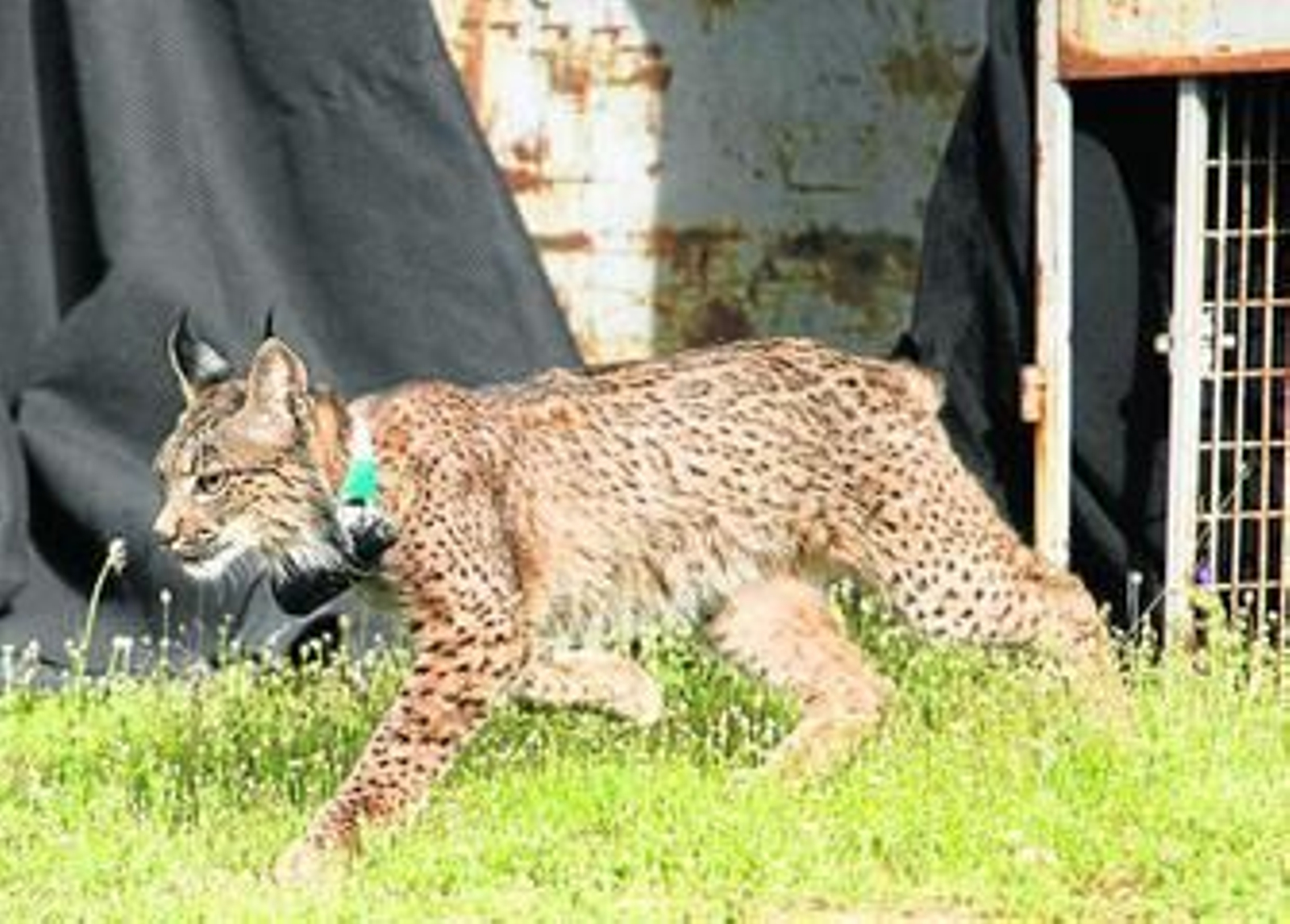 Una suelta de linces desarrollada en la zona del Guadalmellato.