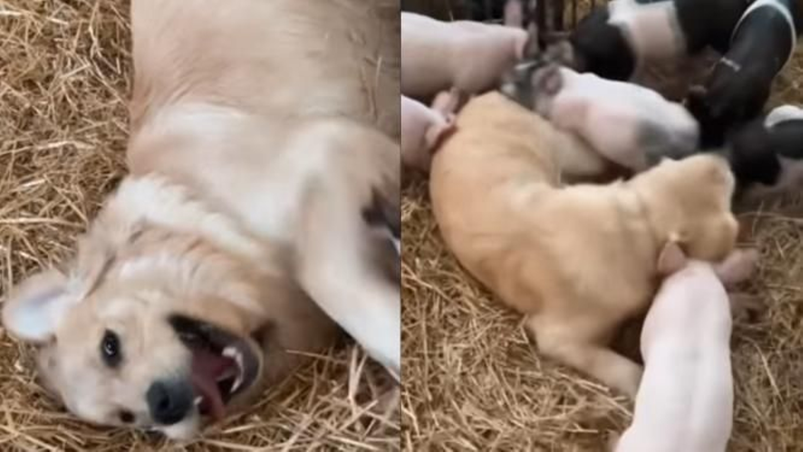 La felicidad que refleja un golden retriever al entrar en una granja para jugar con los cerdos