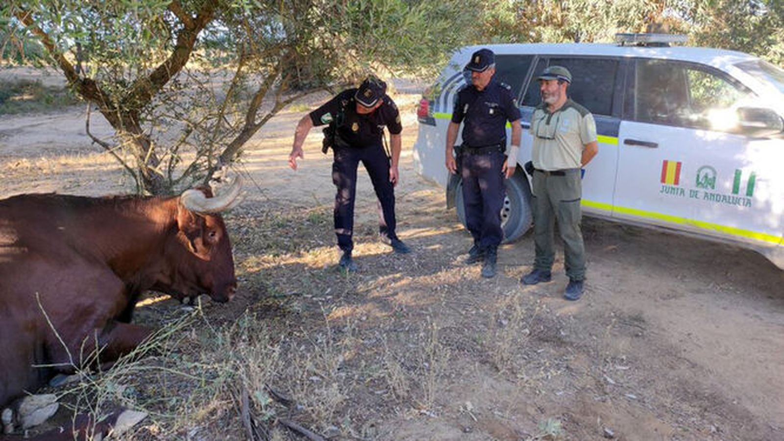 El buey que fue hallado atado en un camino de Villamanrique.