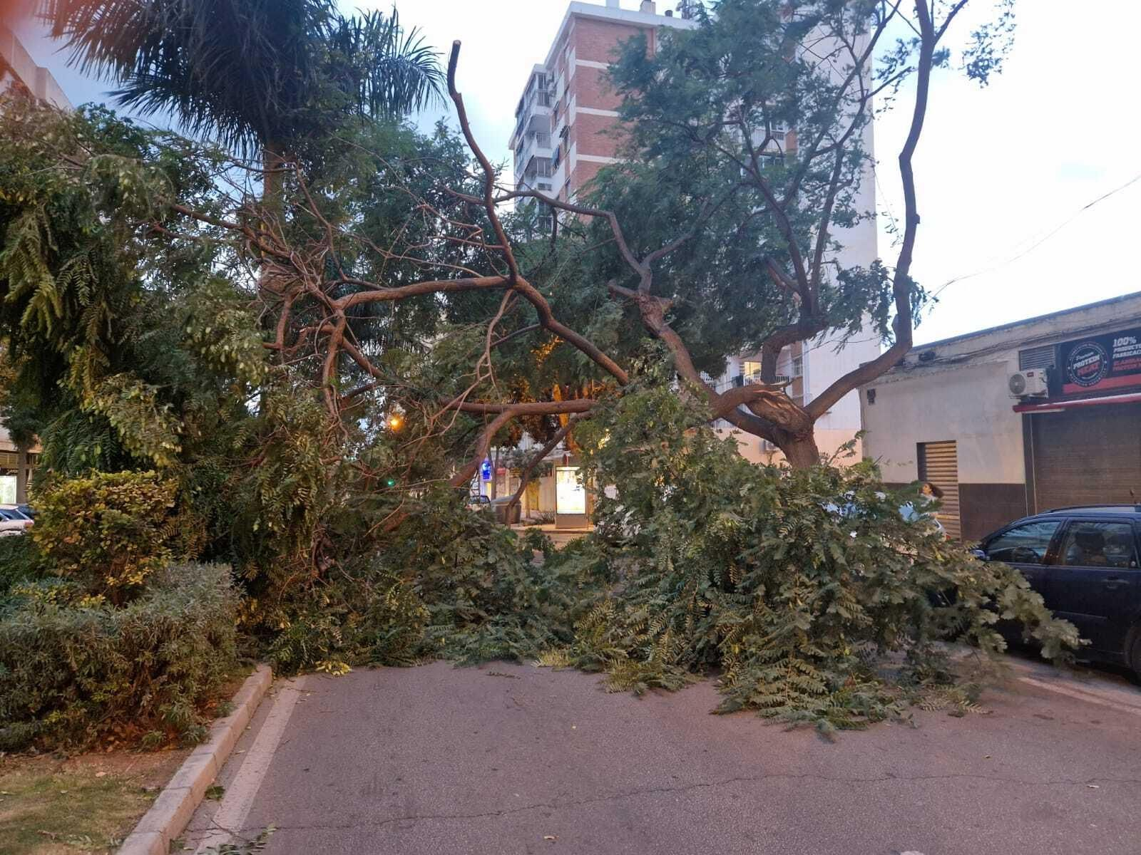 Una rama partida de un árbol en la calle Alcalde Díaz Zafra.