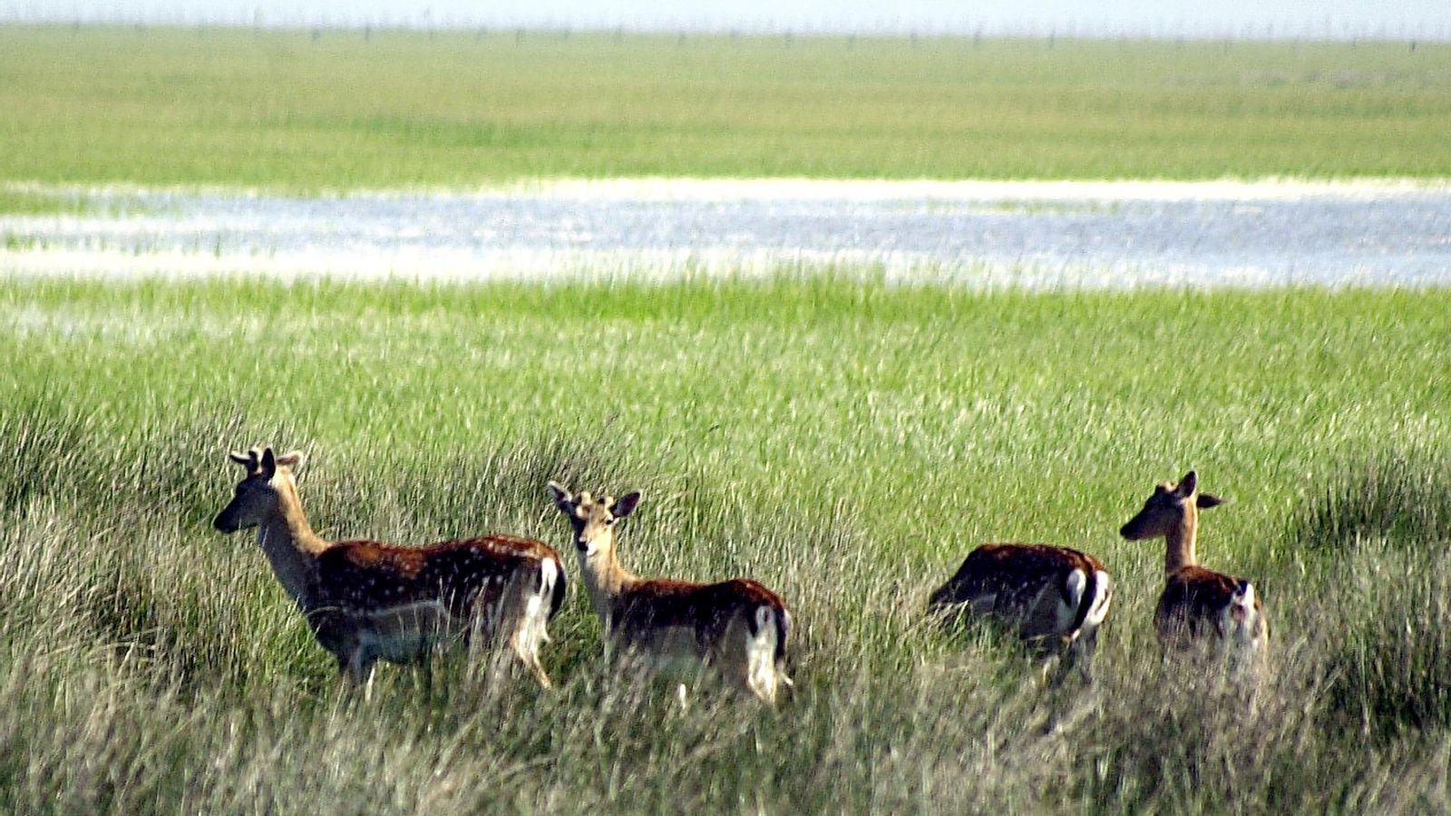 Un grupo de gamos en Doñana