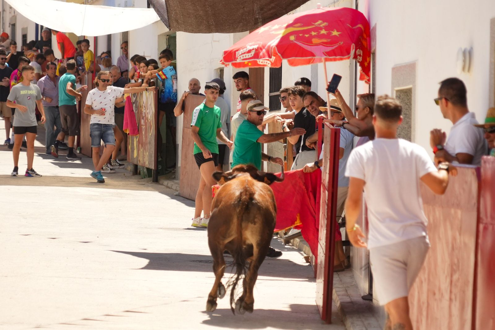 El encierro de vaquillas por Santa Ana El Viso, en imágenes