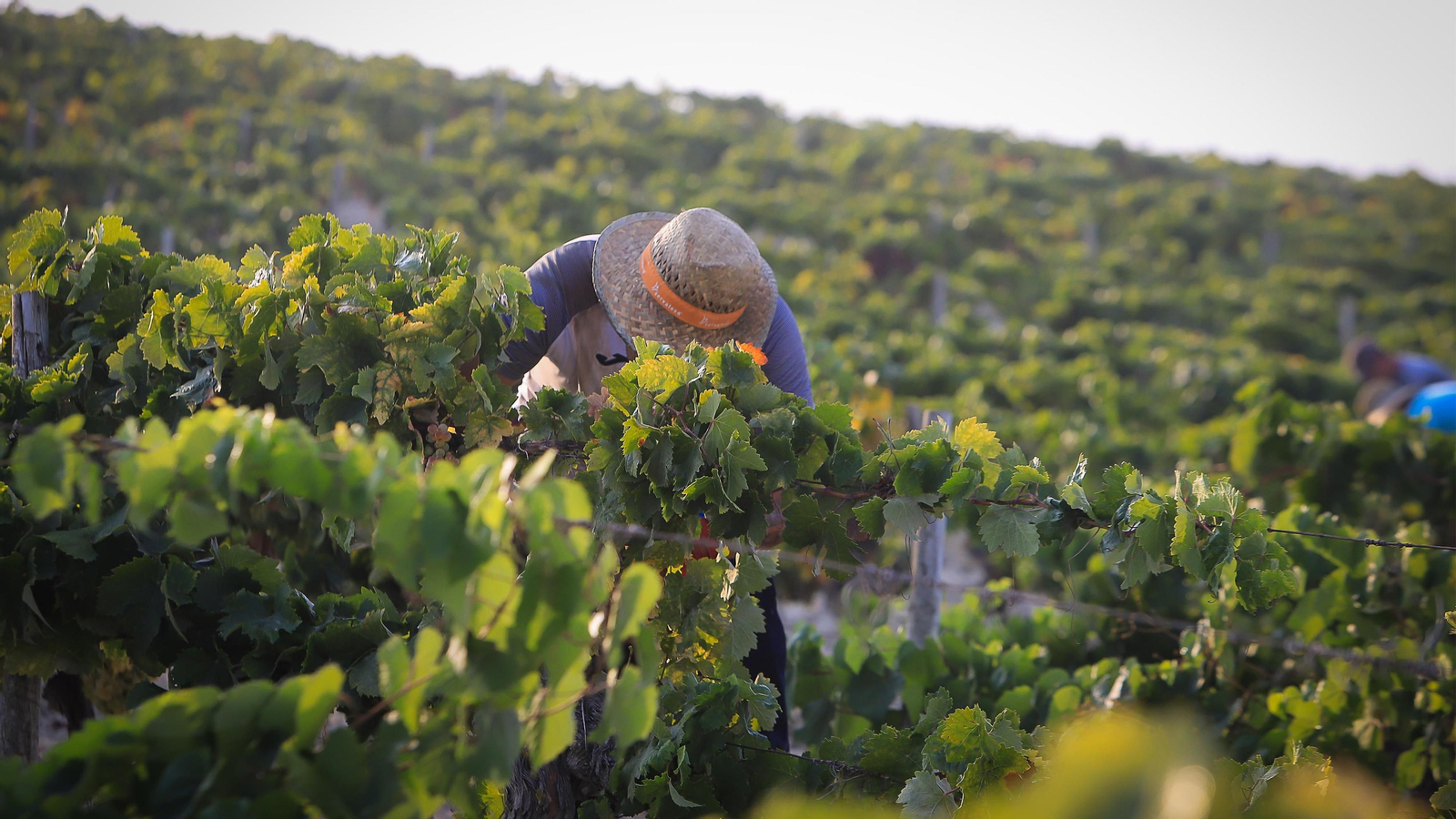 Imágenes de la vendimia de Bodega Estévez