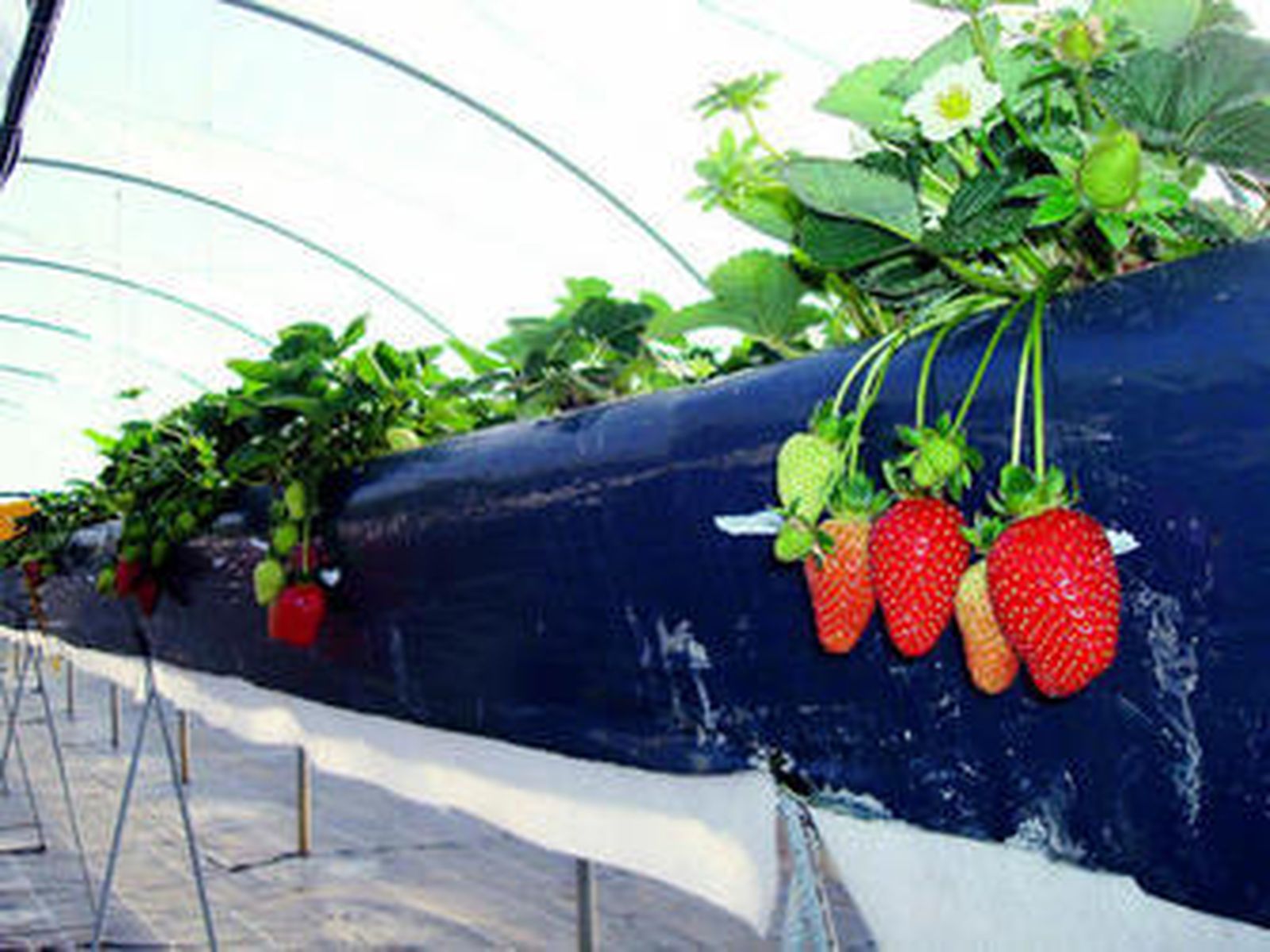 La firma Geotexan ha desarrollado un nuevo material que optimiza la producción de fresa ahorrando agua.