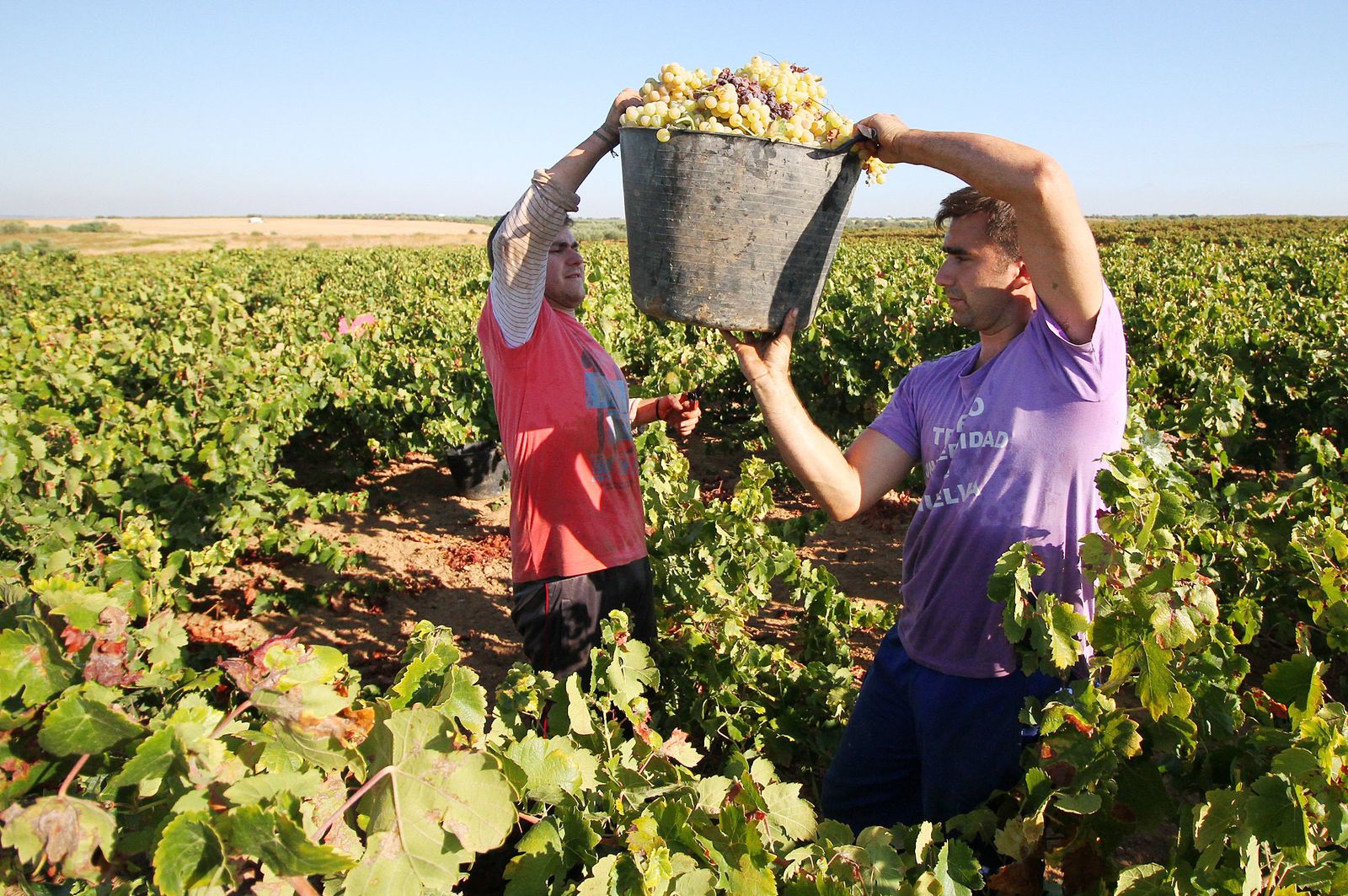 Imágenes de la vendimia en el Condado de Huelva.