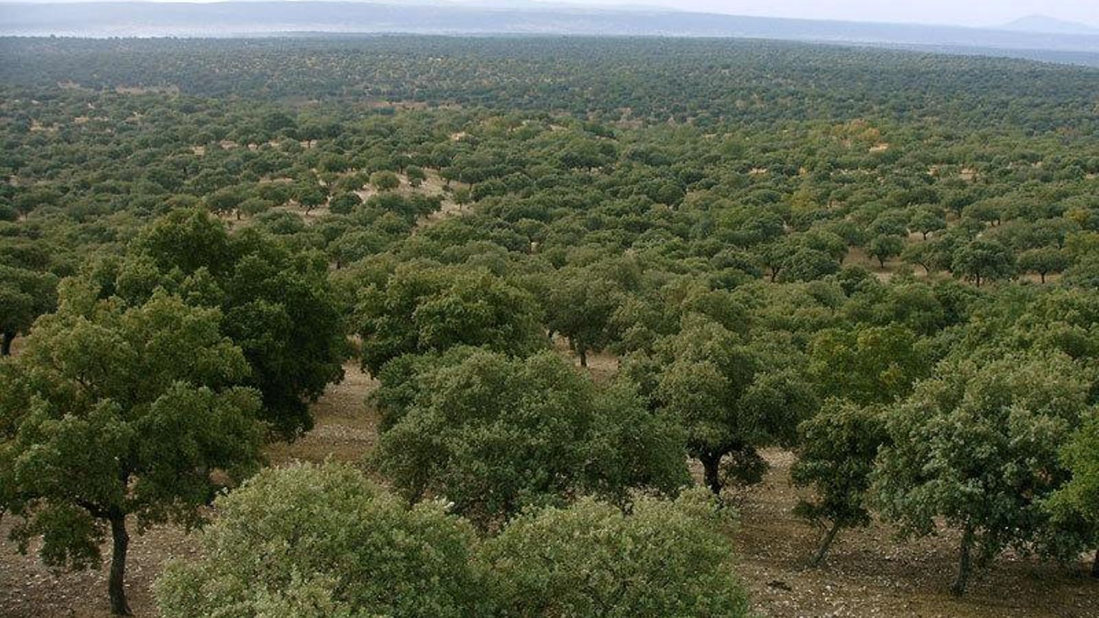 Encinas en una dehesa.