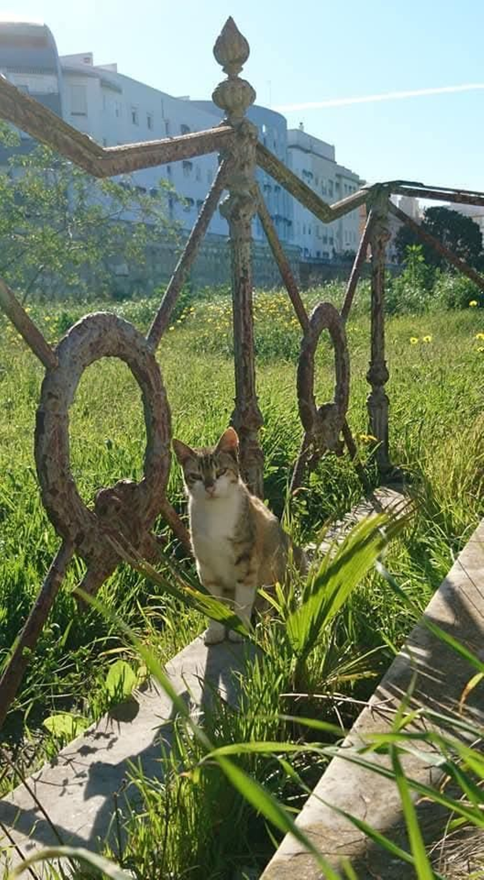 Otro de los gatos del antiguo camposanto.