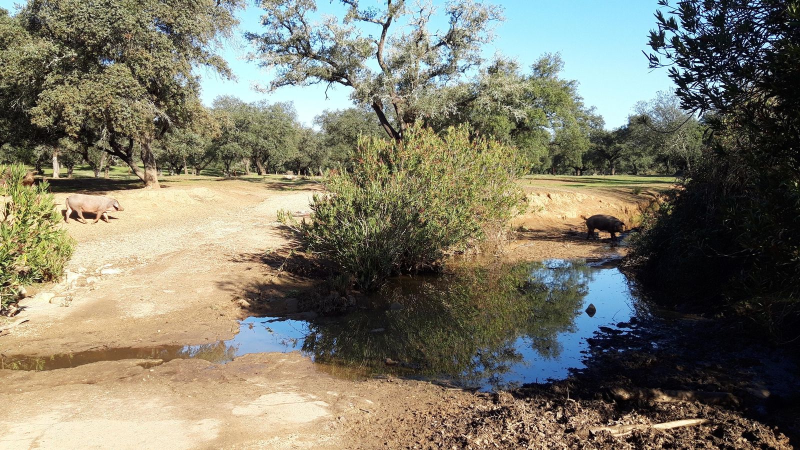 El objetivo es llegar al Arroyo de las Cañas