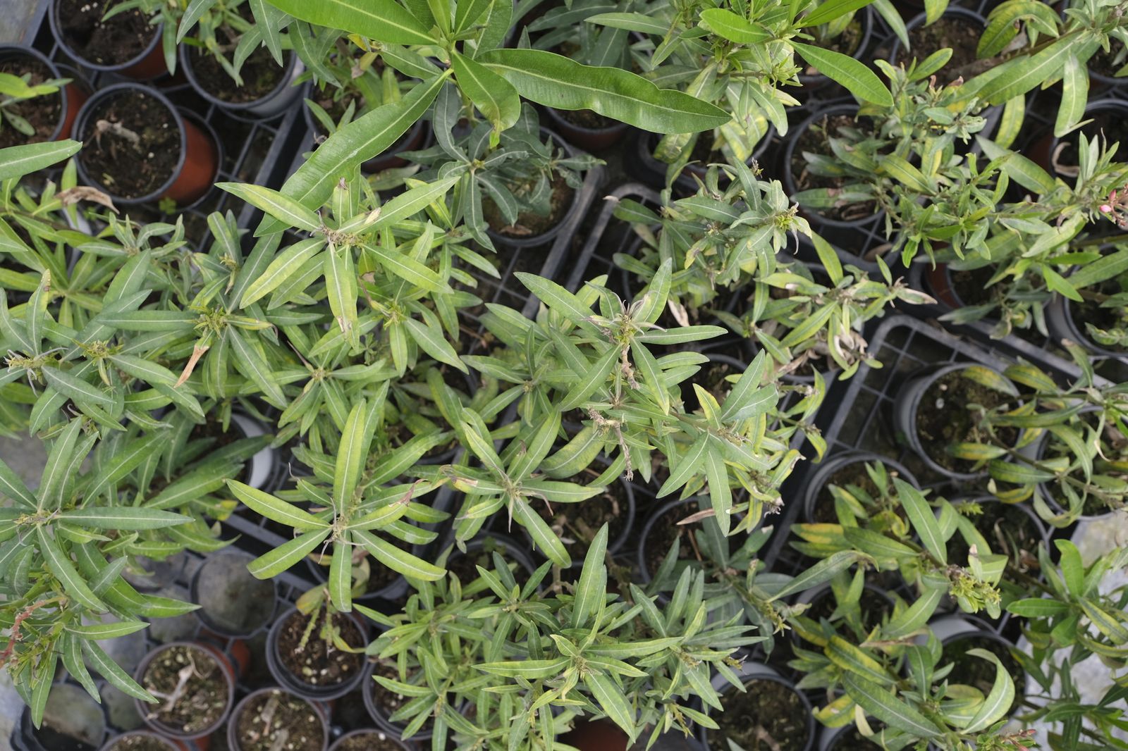 Fotogalería de la visita al vivero municipal de Almería.