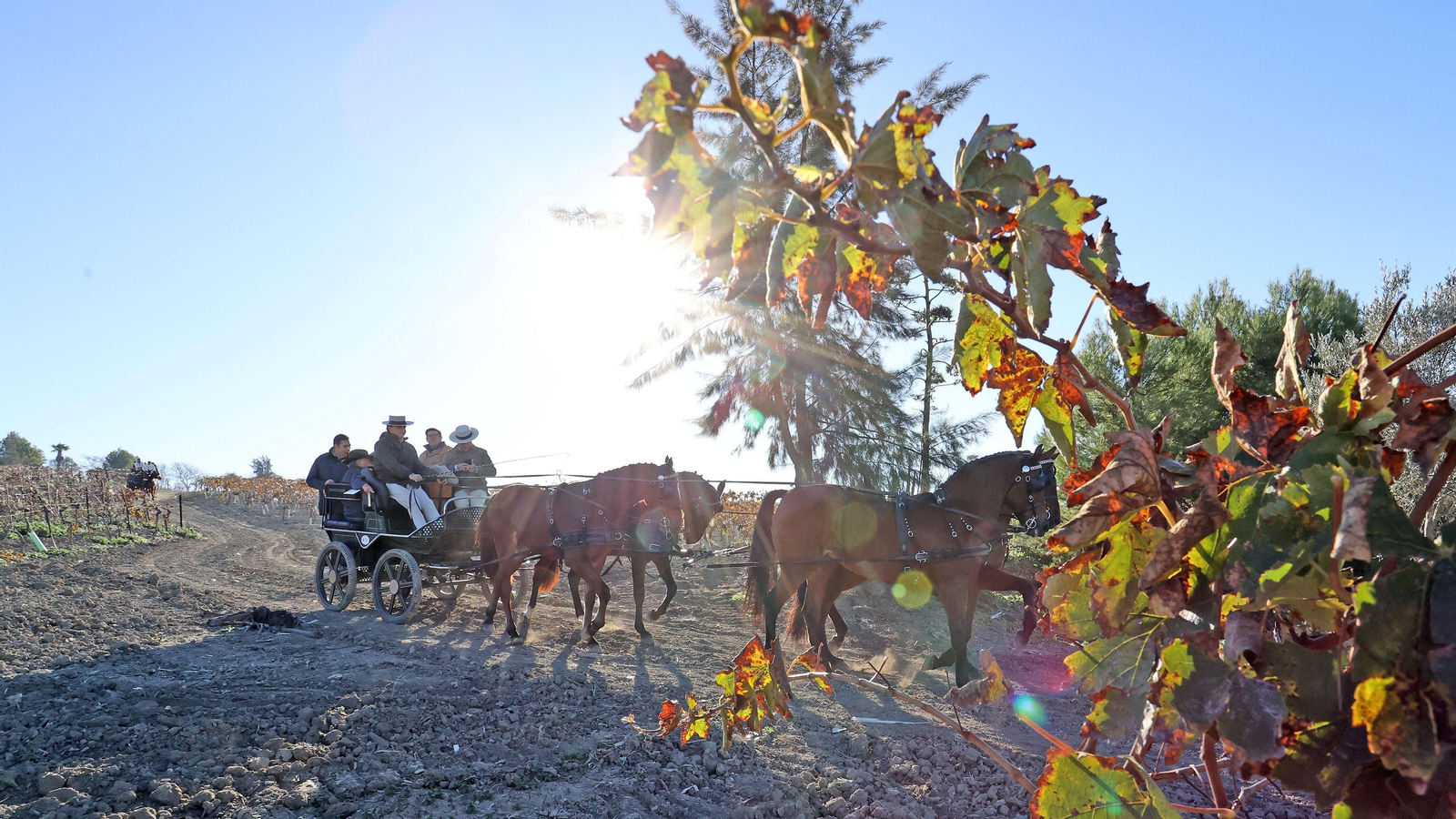 II Ruta Viñas de Jerez