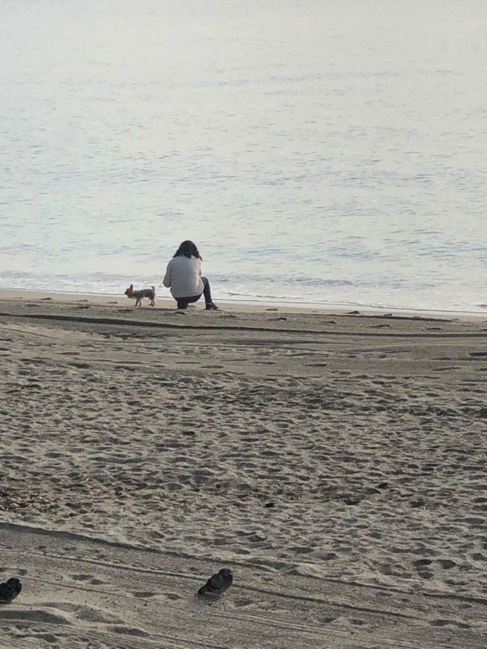 Un perro a escasos metros del agua.