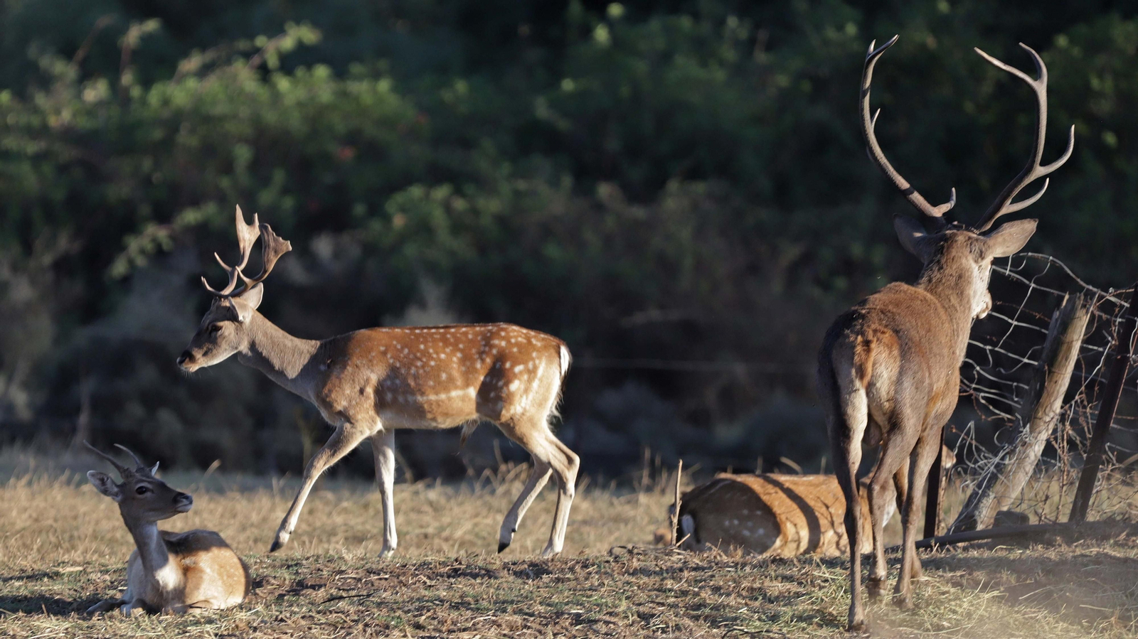 Fotos de la berrea en el Parque Natural de Los Alcornocales