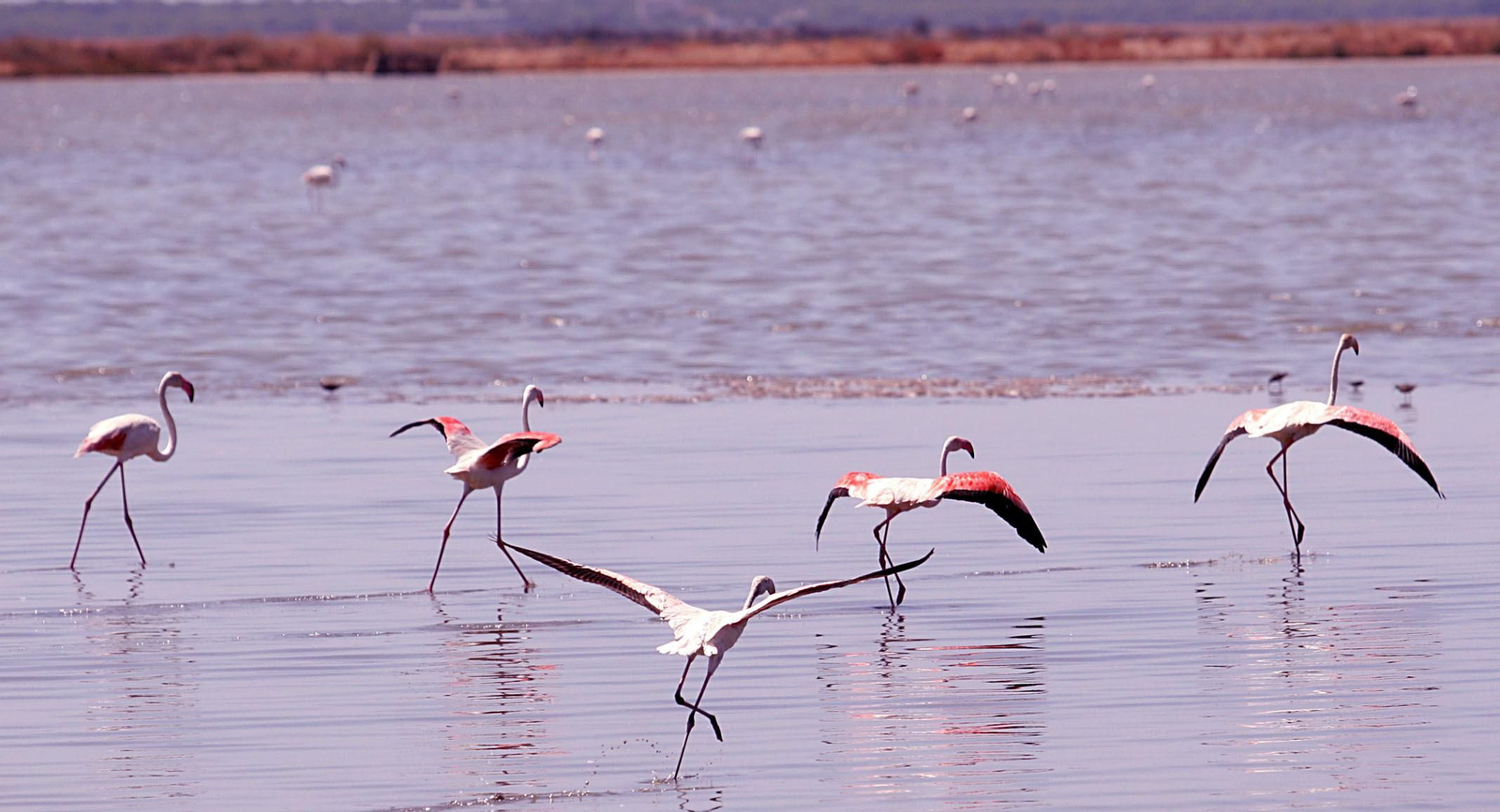 Flamencos en Marismas del Odiel.