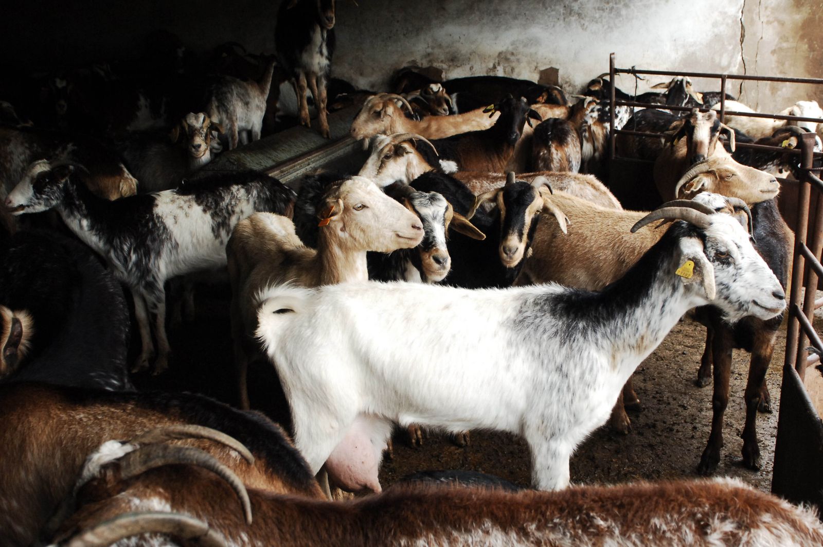 Andalucía anuncia ayudas extra para alimentar el ganado inmovilizado por viruela  en Granada | Foto de archivo