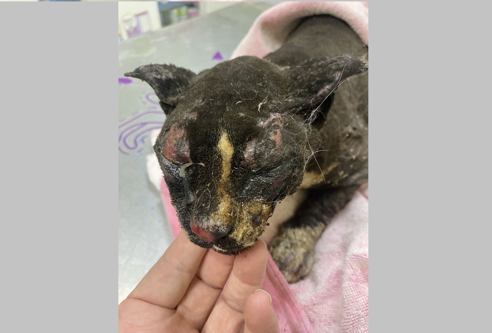 El gato afectado por el incendio.